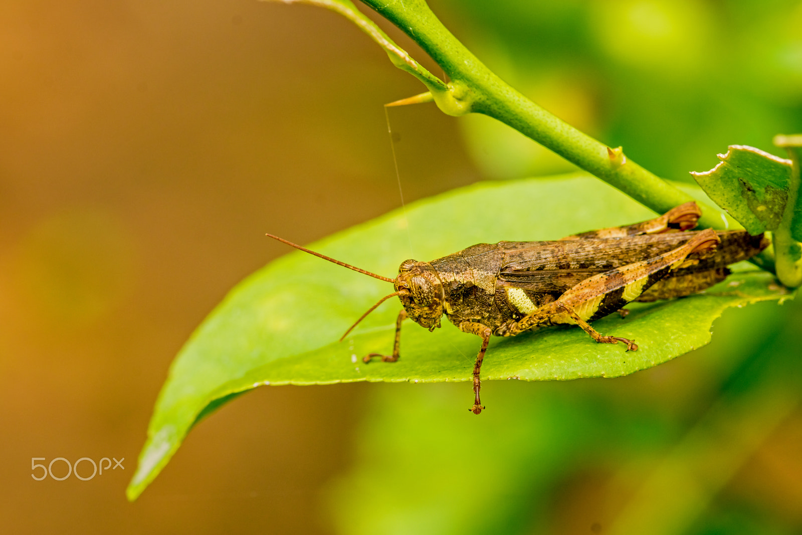 Sony SLT-A65 (SLT-A65V) + Sigma 30mm F1.4 EX DC HSM sample photo. Grasshopper photography