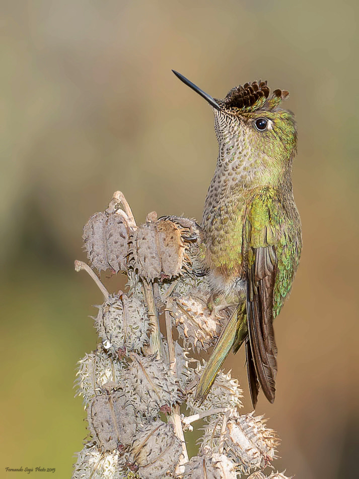 Nikon D7000 + Sigma 50-500mm F4.5-6.3 DG OS HSM sample photo. Green backed firecrown photography