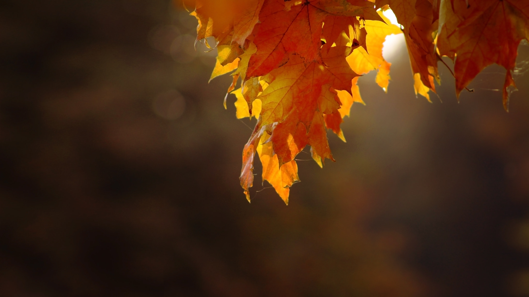 Canon EF 75-300mm f/4-5.6 USM sample photo. The colors of autumn photography