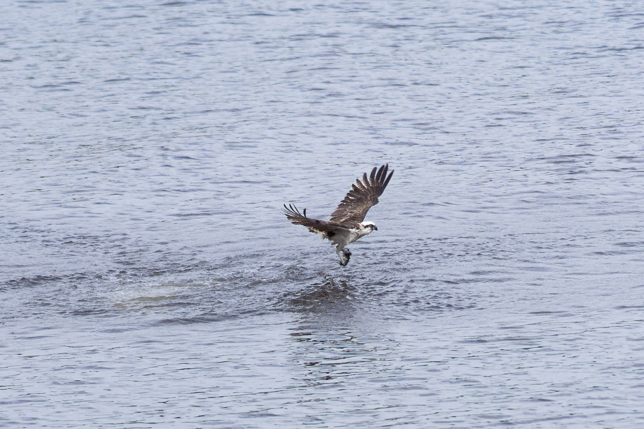 Sony FE 85mm F1.4 GM sample photo. Osprey catching fish photography