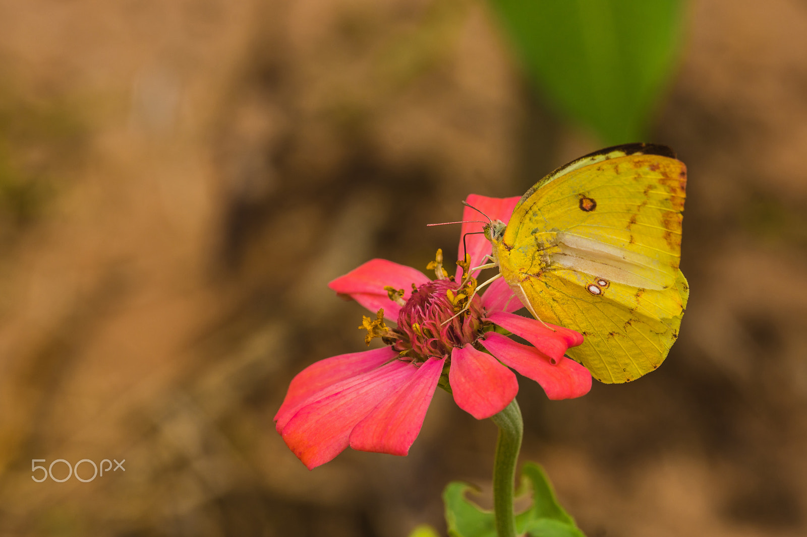 Sony SLT-A65 (SLT-A65V) + Sigma 30mm F1.4 EX DC HSM sample photo. Butterfly photography