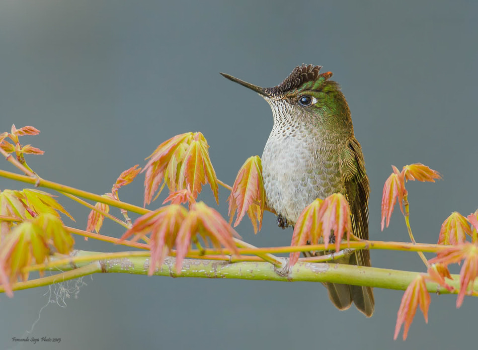 Sigma 50-500mm F4.5-6.3 DG OS HSM sample photo. Chilean hummingbird photography