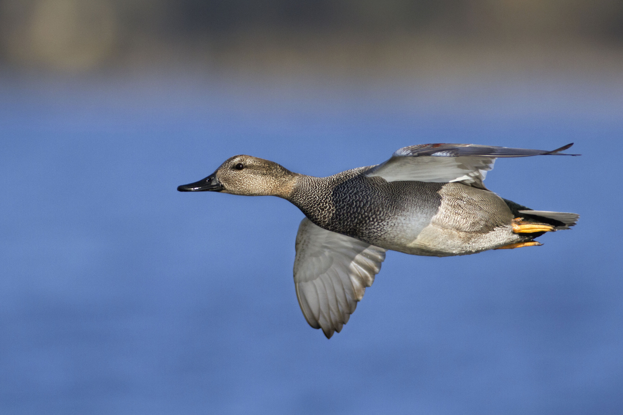 Canon EF 300mm f/2.8L + 2x sample photo. Gadwall photography