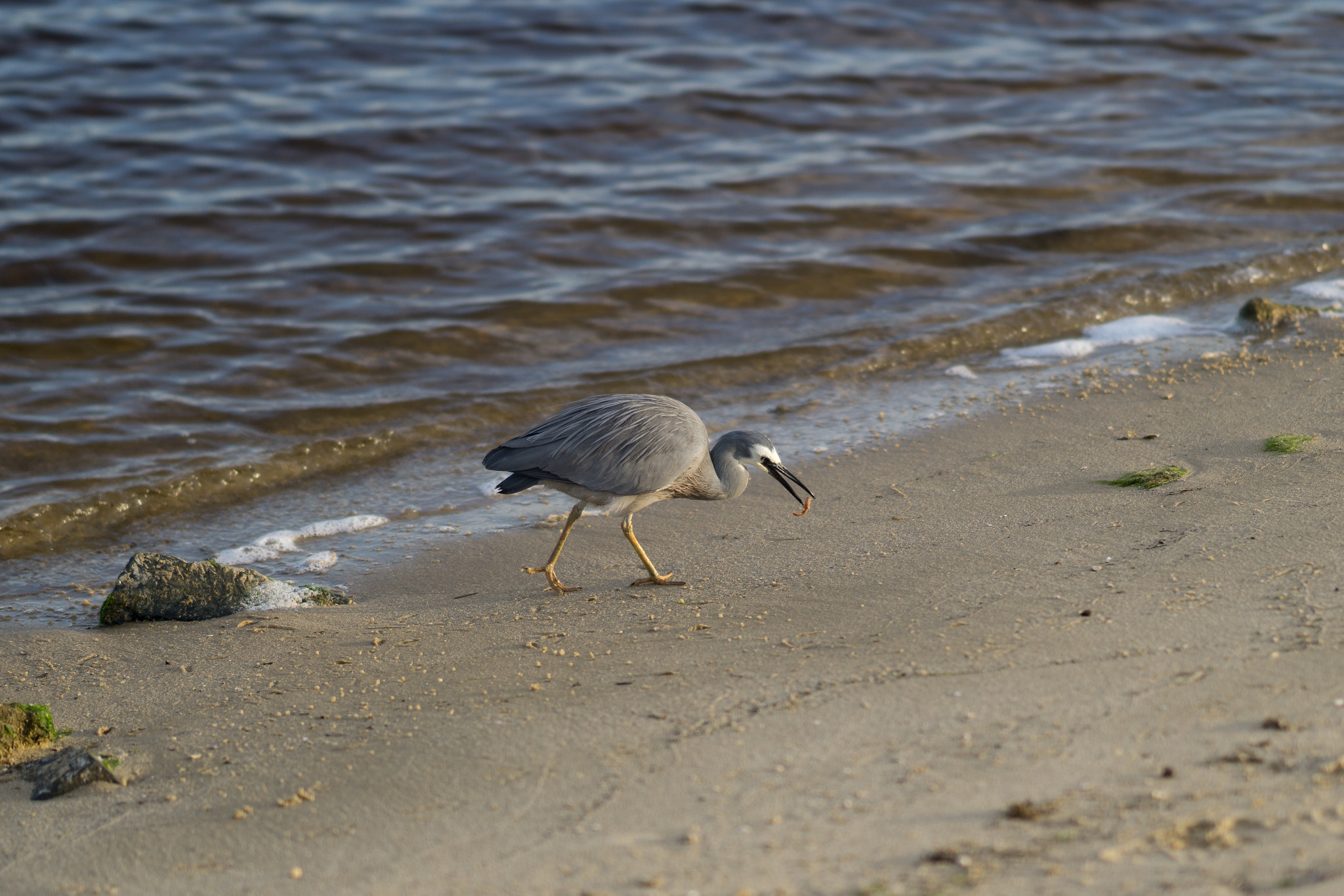 Sony a6000 sample photo. White-faced heron photography