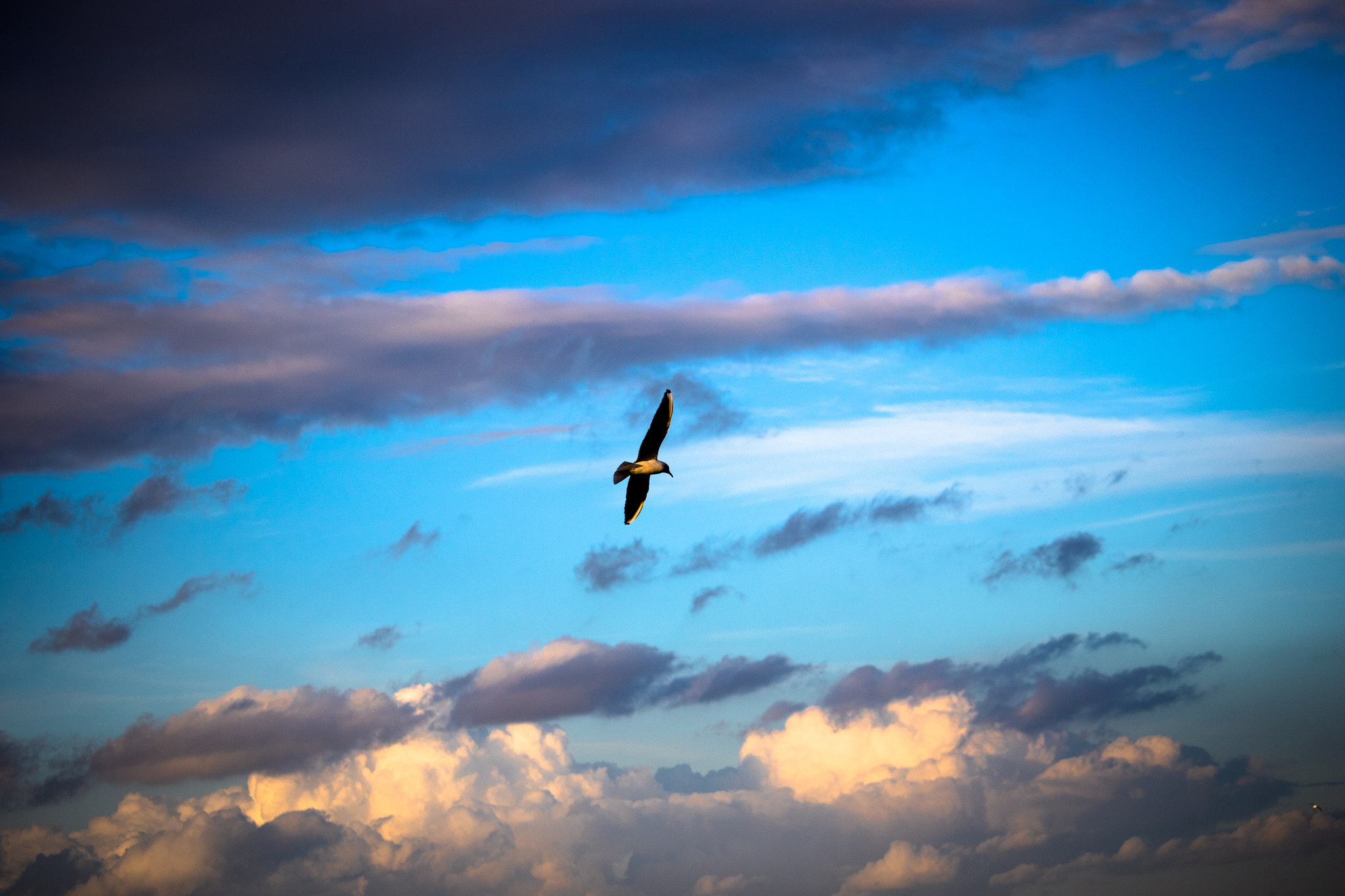Canon EF-S 55-250mm F4-5.6 IS STM sample photo. Feeling free photography