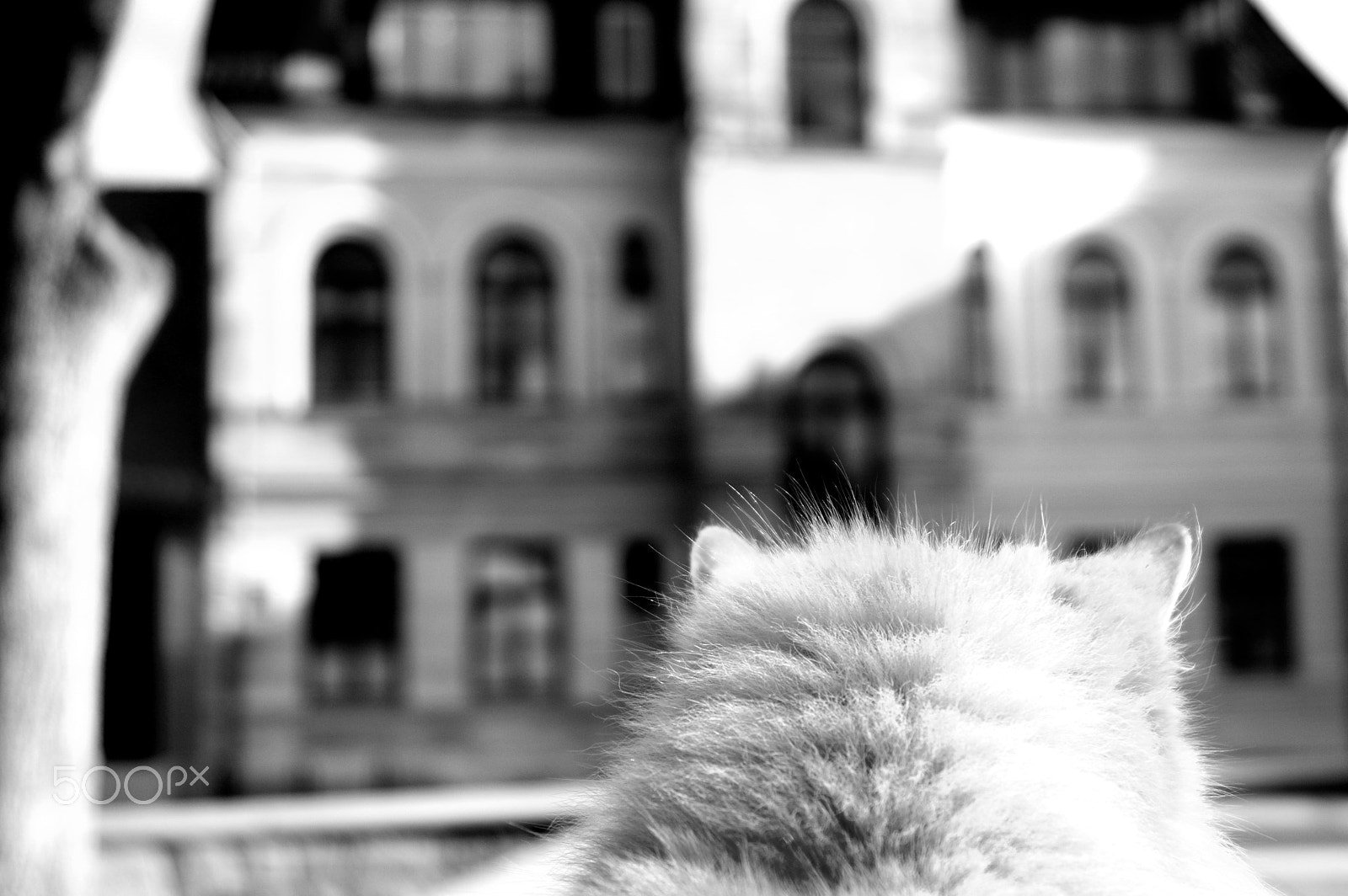 Sigma 18-200mm F3.5-6.3 DC sample photo. Cat photography