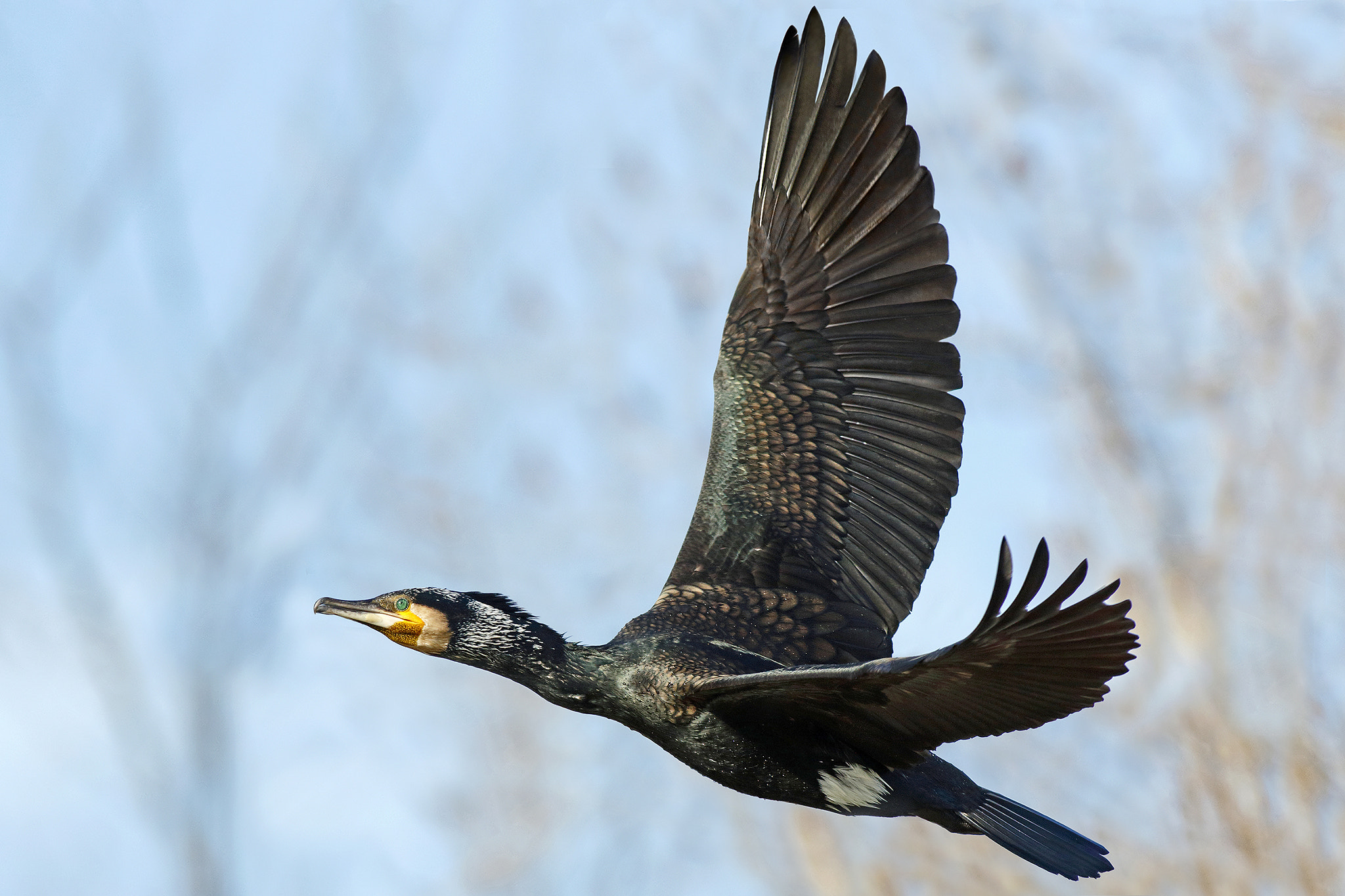 Canon EOS 7D Mark II sample photo. Cormorant photography