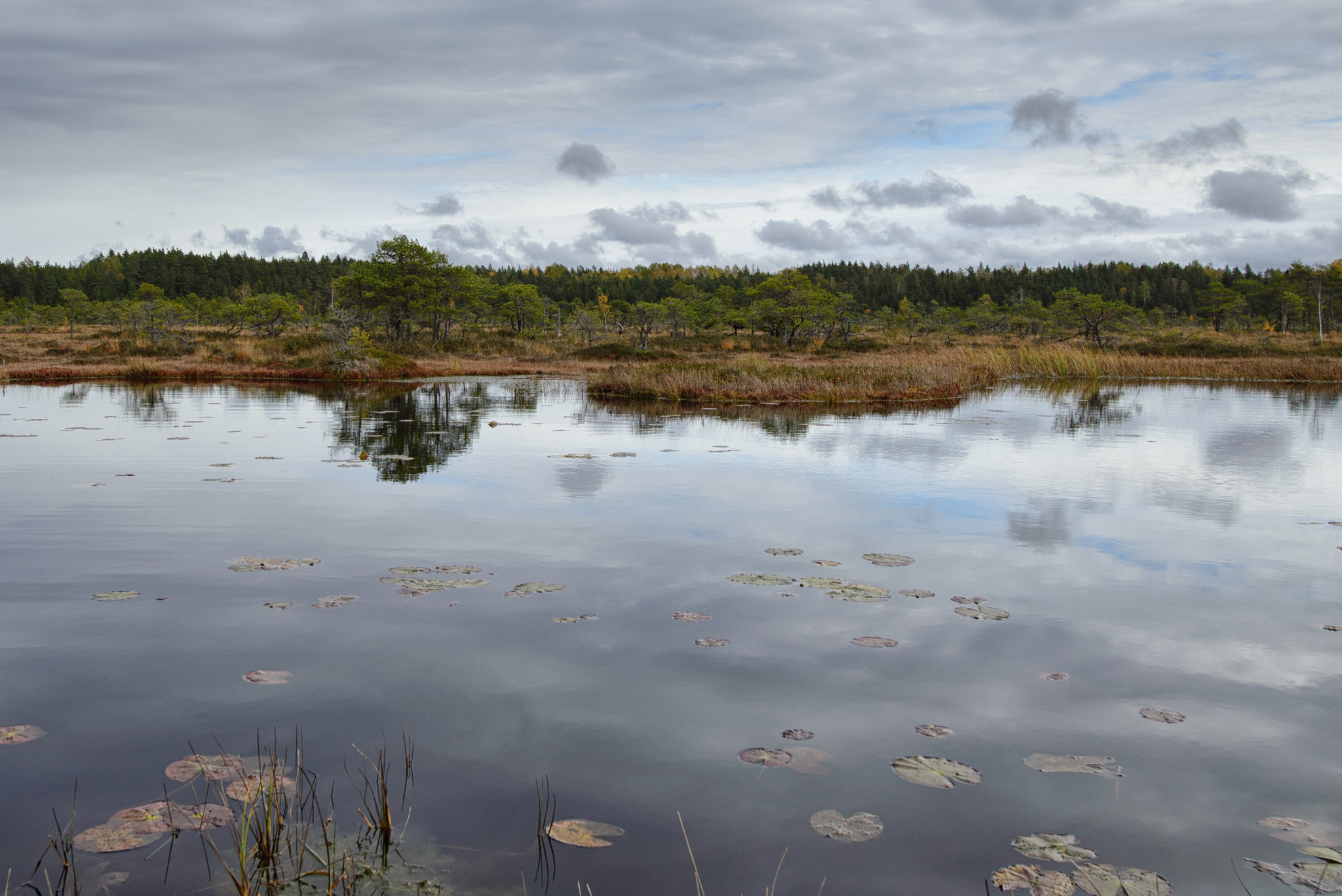 Nikon D600 + Nikon AF-S Nikkor 20mm F1.8G ED sample photo. Reflection in a bog photography