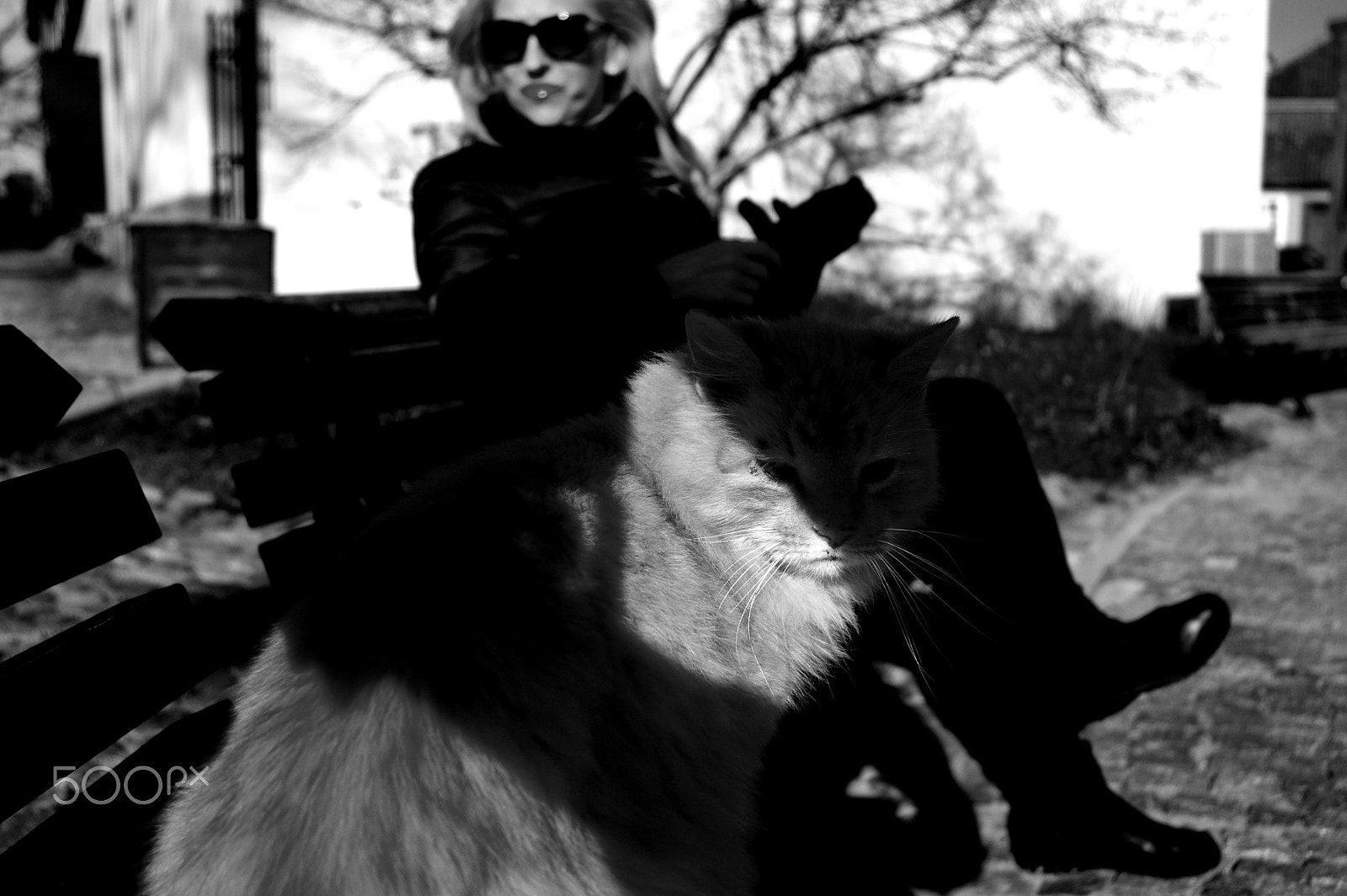 Sigma 18-200mm F3.5-6.3 DC sample photo. Pets ... photography