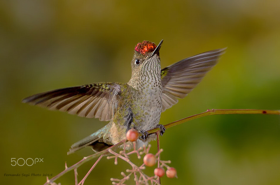 Nikon D7000 sample photo. Green backed firecrown photography