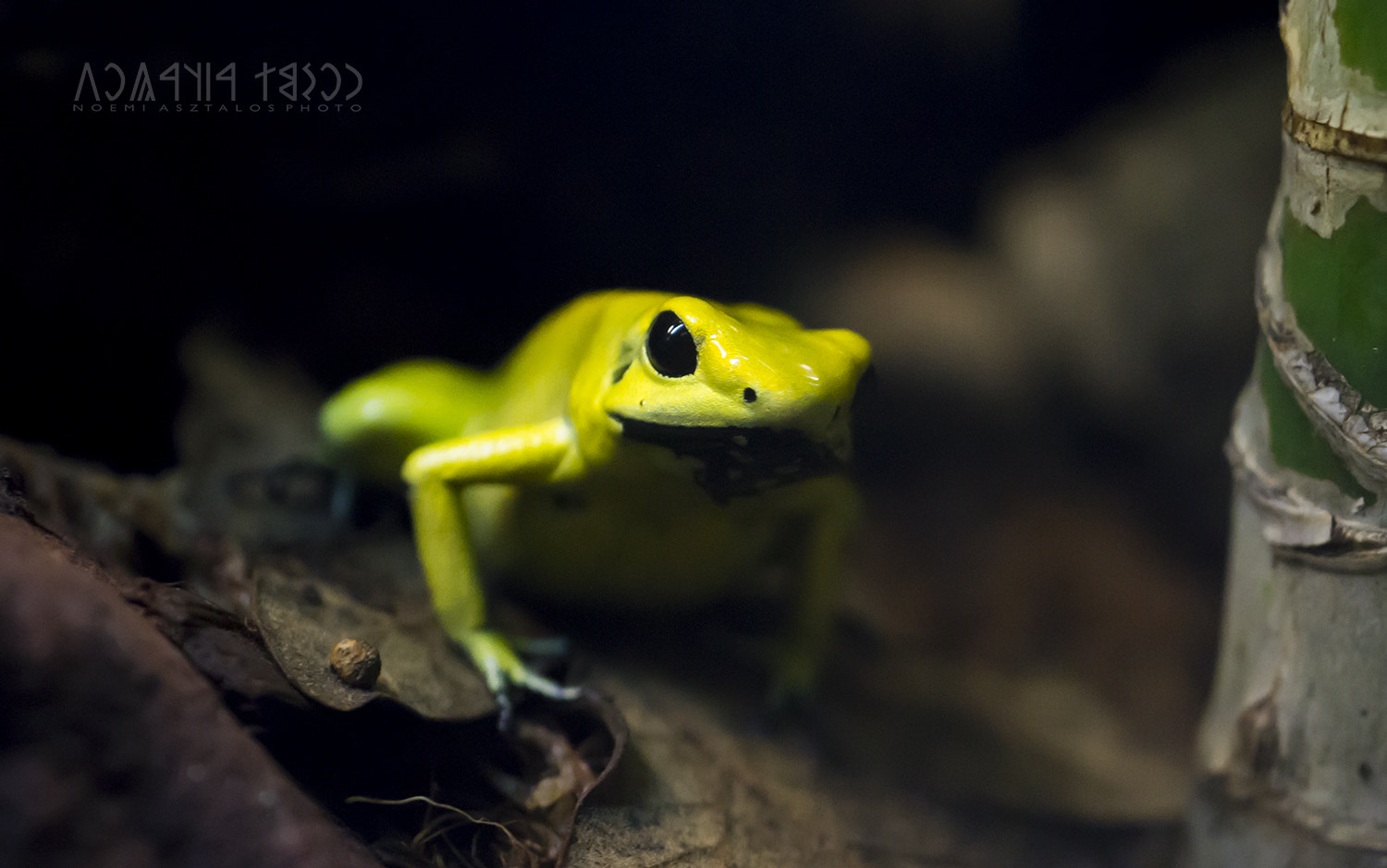 Canon EF 180mm F3.5L Macro USM sample photo. Yes, i'm small photography