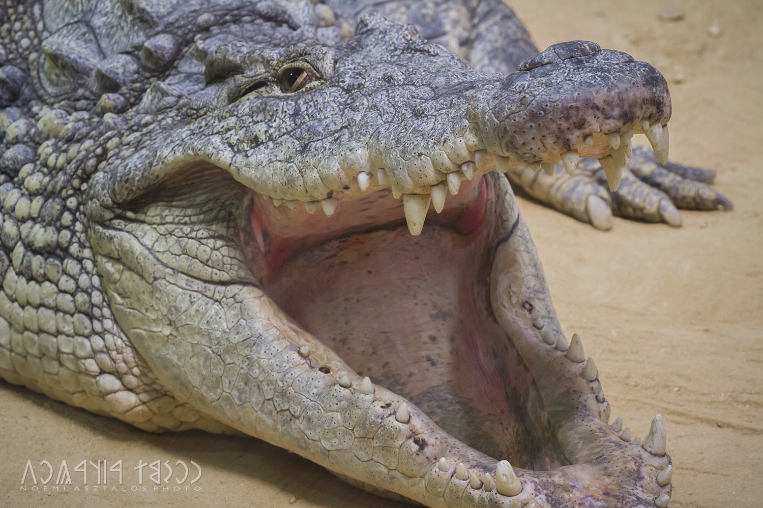 Canon EF 180mm F3.5L Macro USM sample photo. A big smile photography