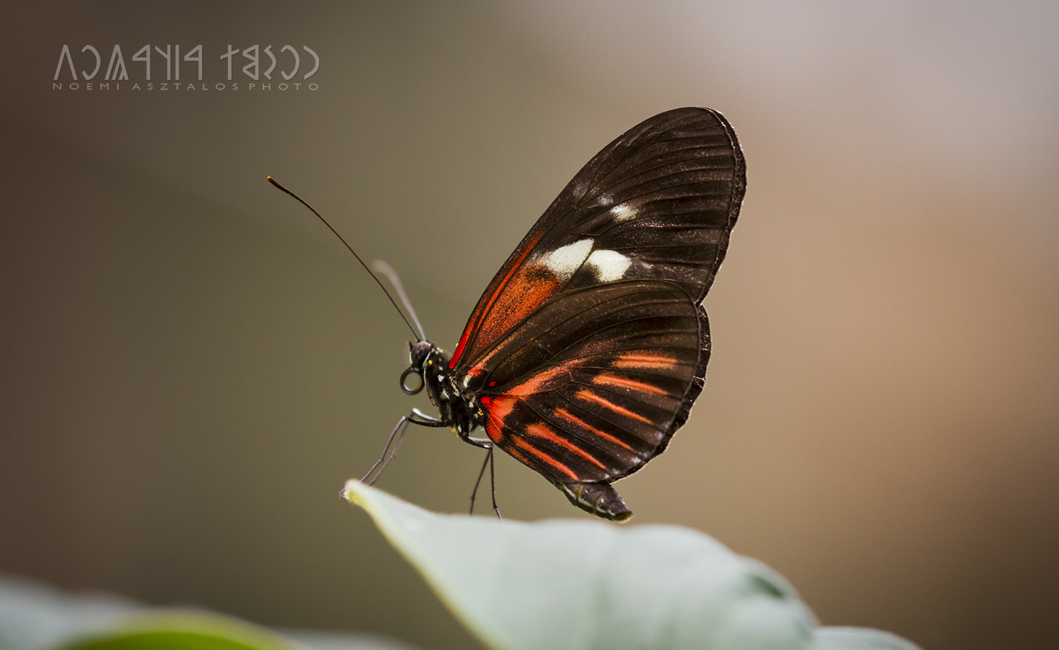 Canon EF 180mm F3.5L Macro USM sample photo. Resting a while photography