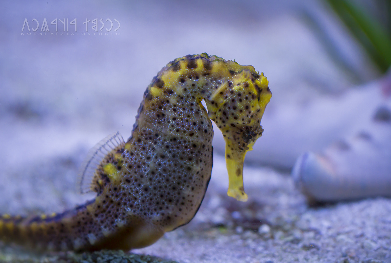 Canon EF 180mm F3.5L Macro USM sample photo. Sleeping deep photography