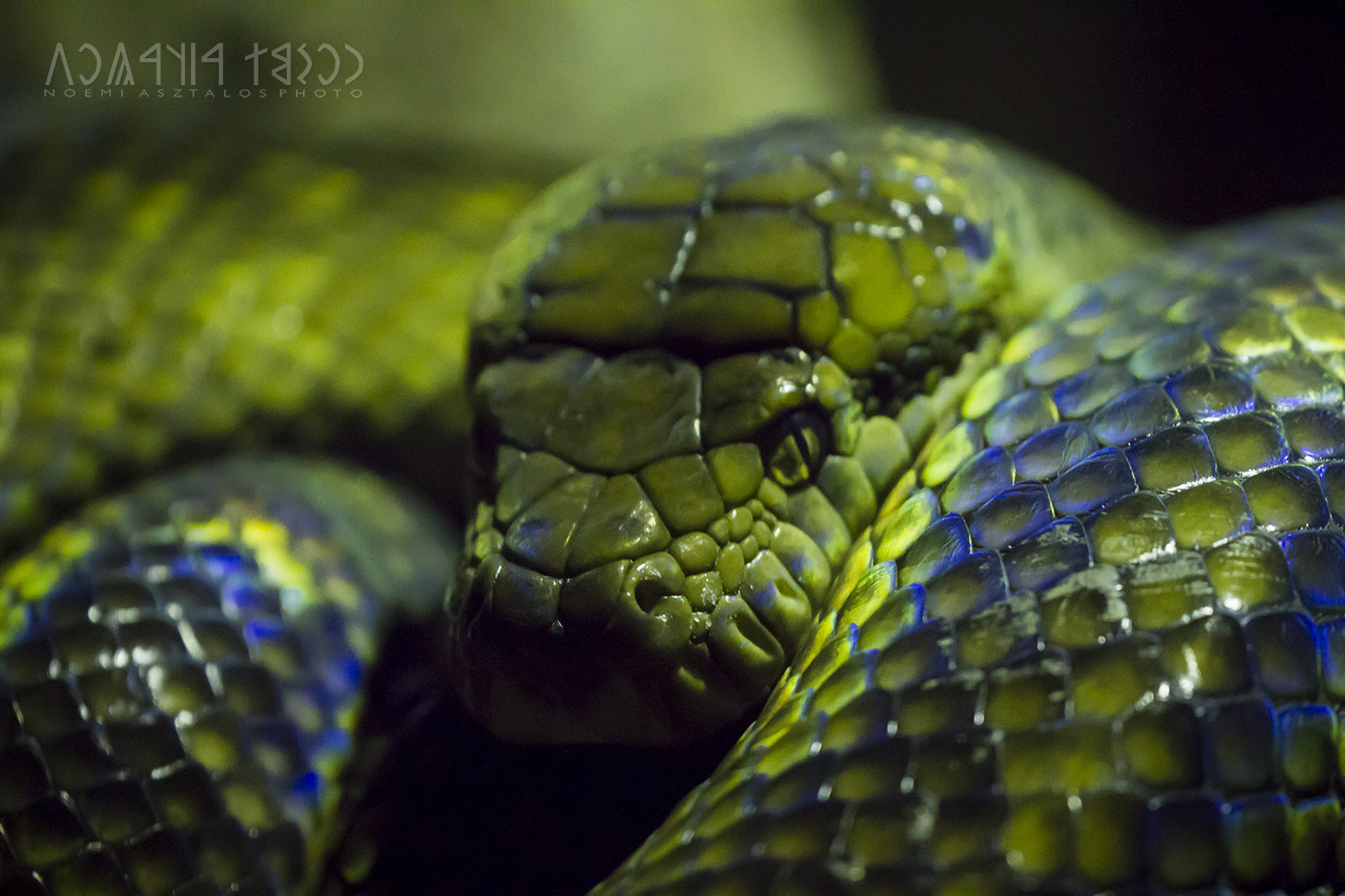 Canon EF 180mm F3.5L Macro USM sample photo. Leave me in peace photography