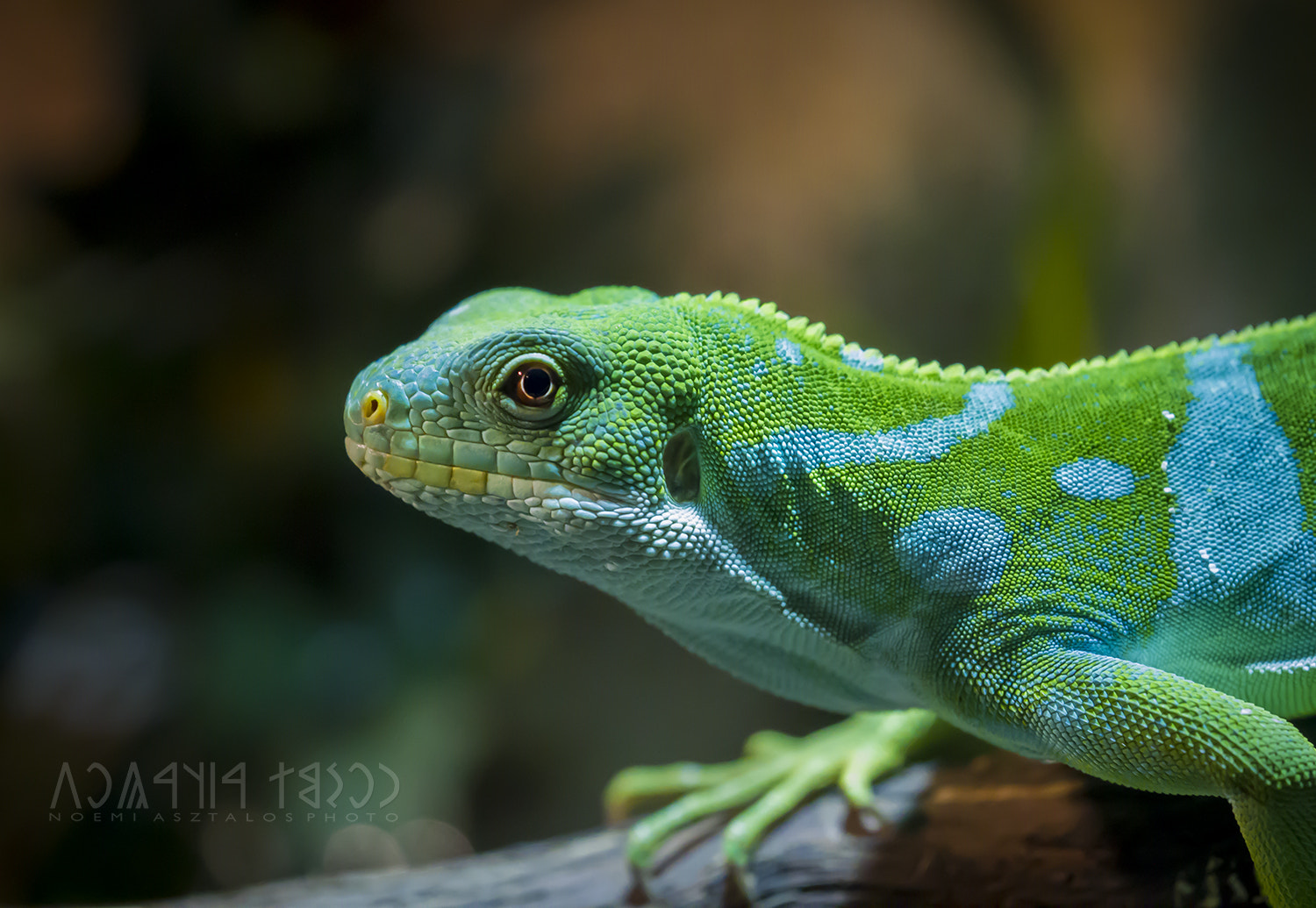 Canon EF 180mm F3.5L Macro USM sample photo. Posing for you photography