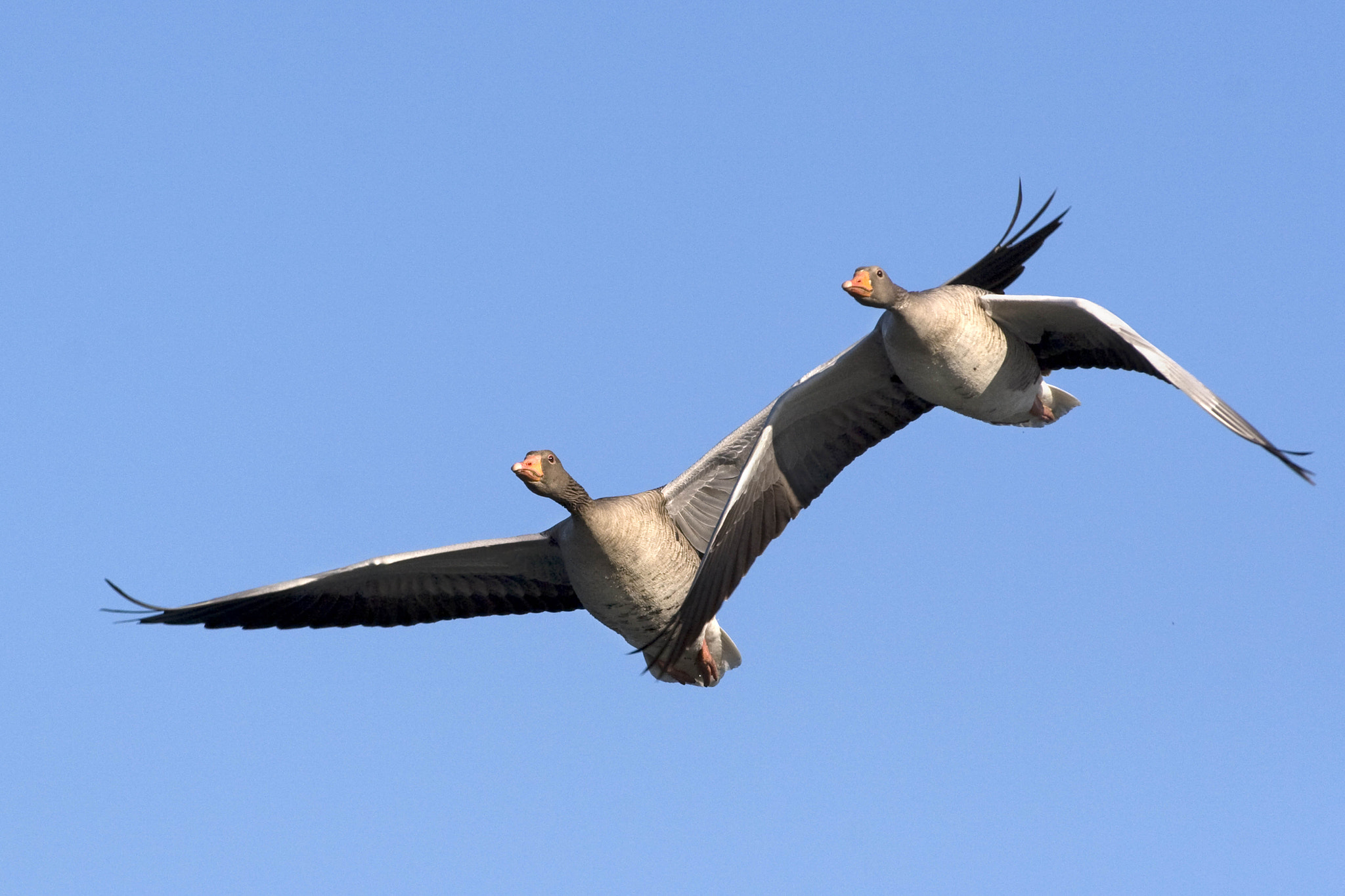 Canon EOS 30D + Canon EF 300mm f/2.8L sample photo. Wild geese photography