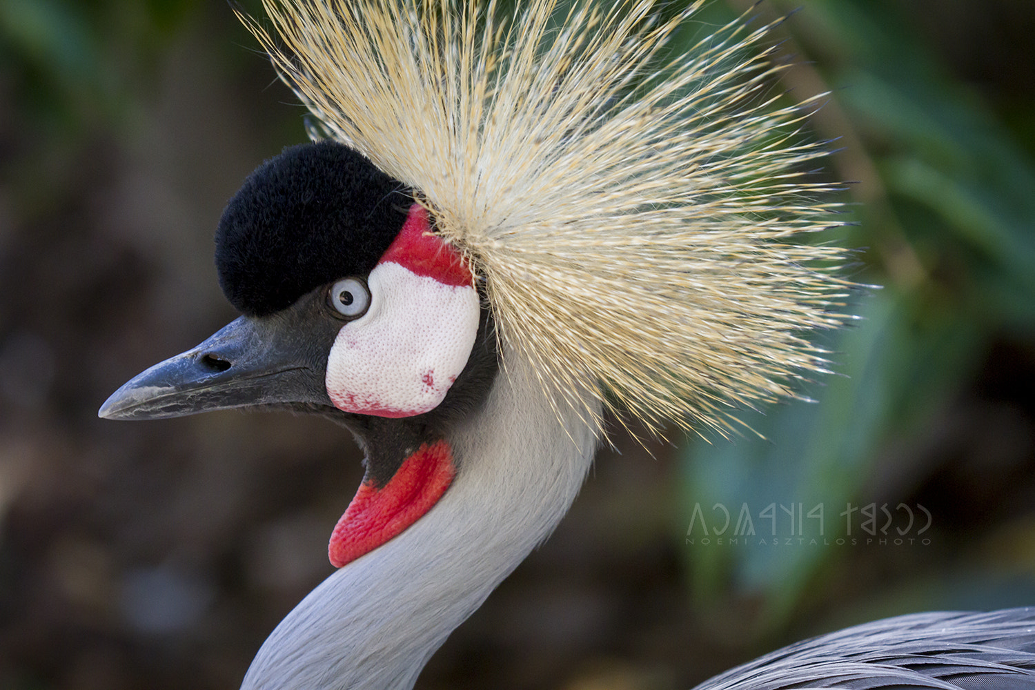 Canon EF 180mm F3.5L Macro USM sample photo. Funny hairstyle photography