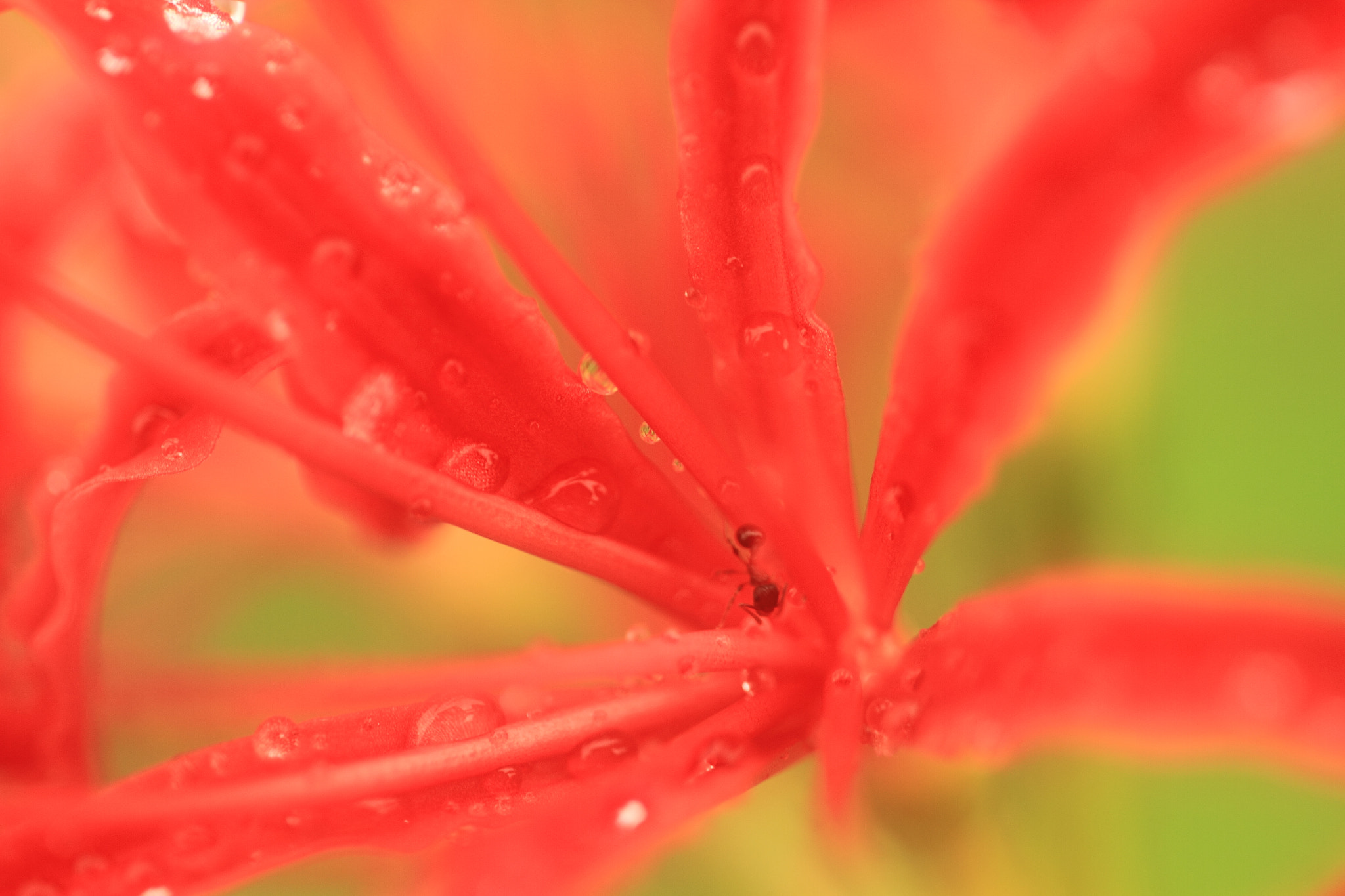 Sigma APO Macro 150mm f/2.8 EX DG HSM sample photo. Flower photography