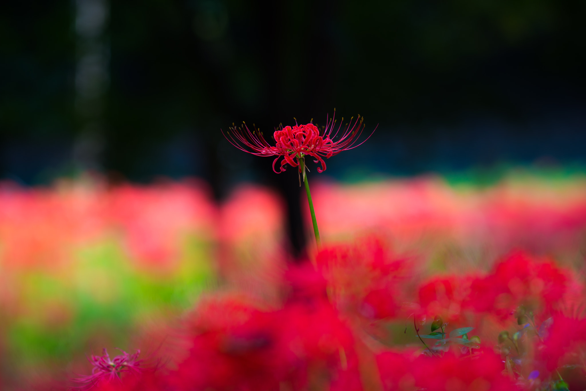 Sony Sonnar T* 135mm F1.8 ZA sample photo. Stand alone complex photography