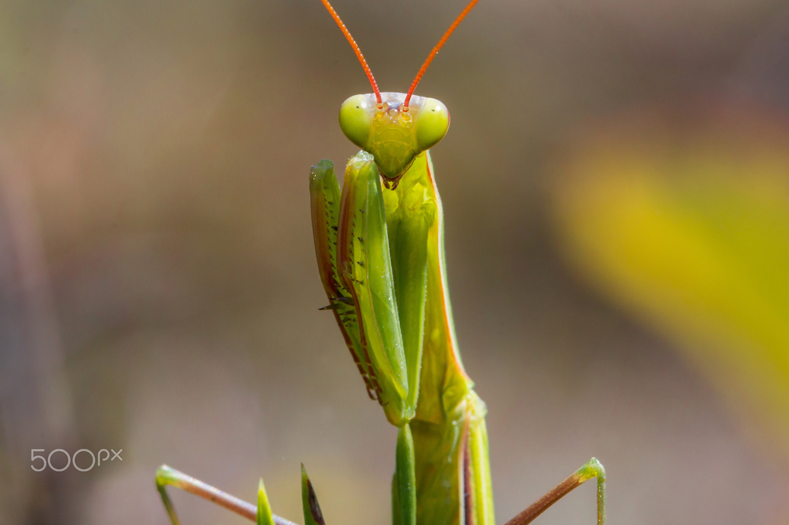 Canon EOS 60D + Canon EF 100mm F2.8L Macro IS USM sample photo. Mantis photography