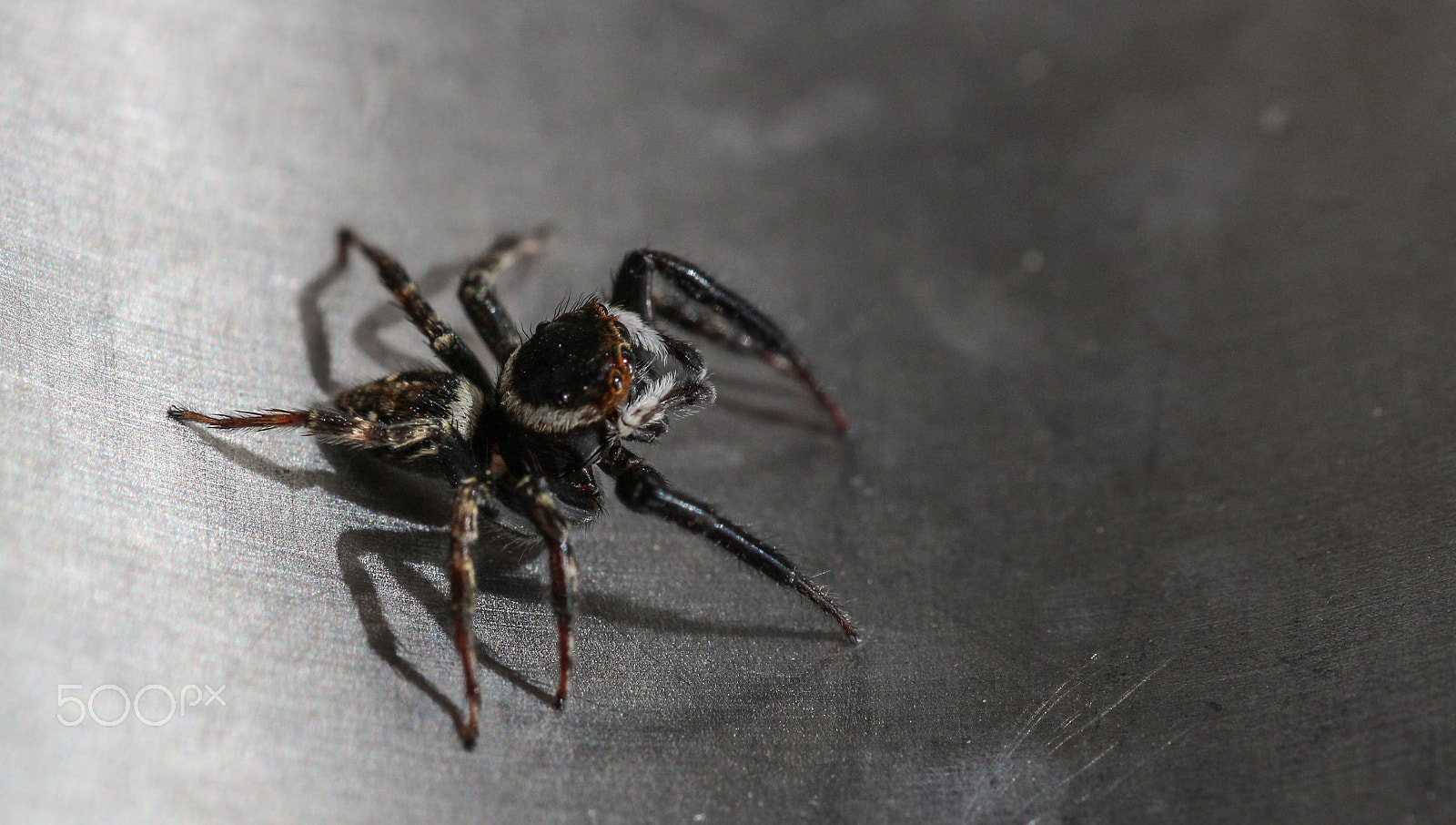 Sigma 105mm F2.8 EX DG OS HSM sample photo. Salticidae profile photography