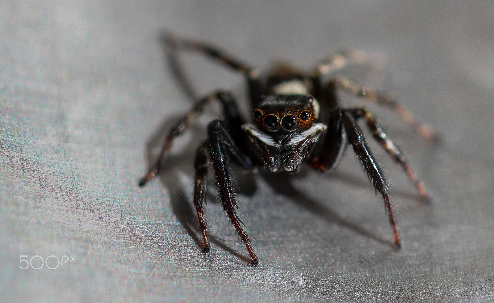 Sigma 105mm F2.8 EX DG OS HSM sample photo. Handsome photography