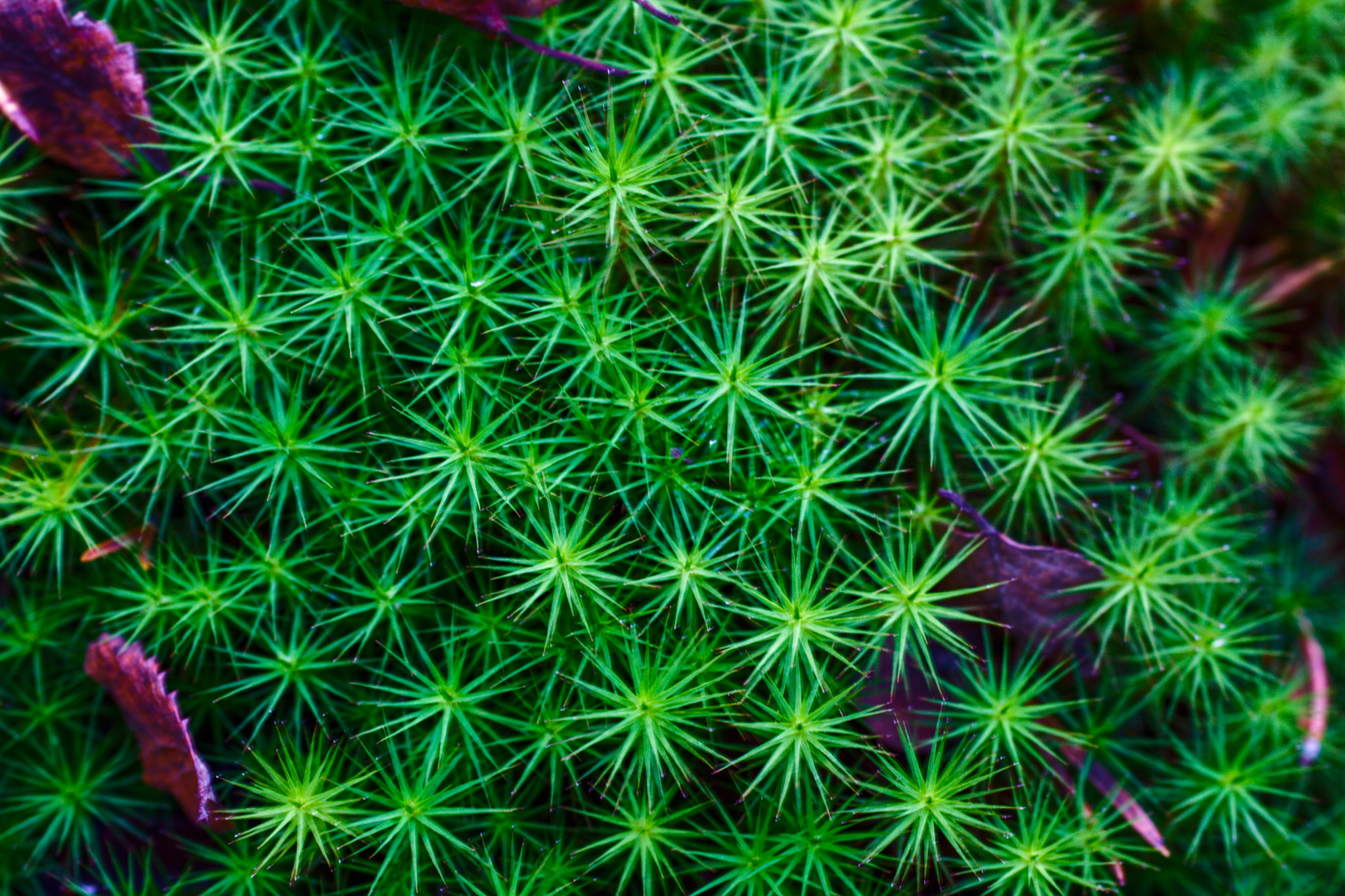 Canon EF 50mm F2.5 Macro sample photo