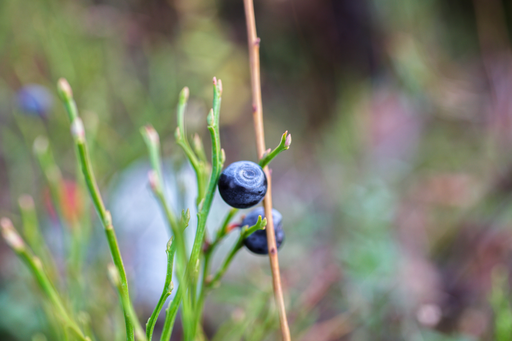 Canon EF 50mm F2.5 Macro sample photo