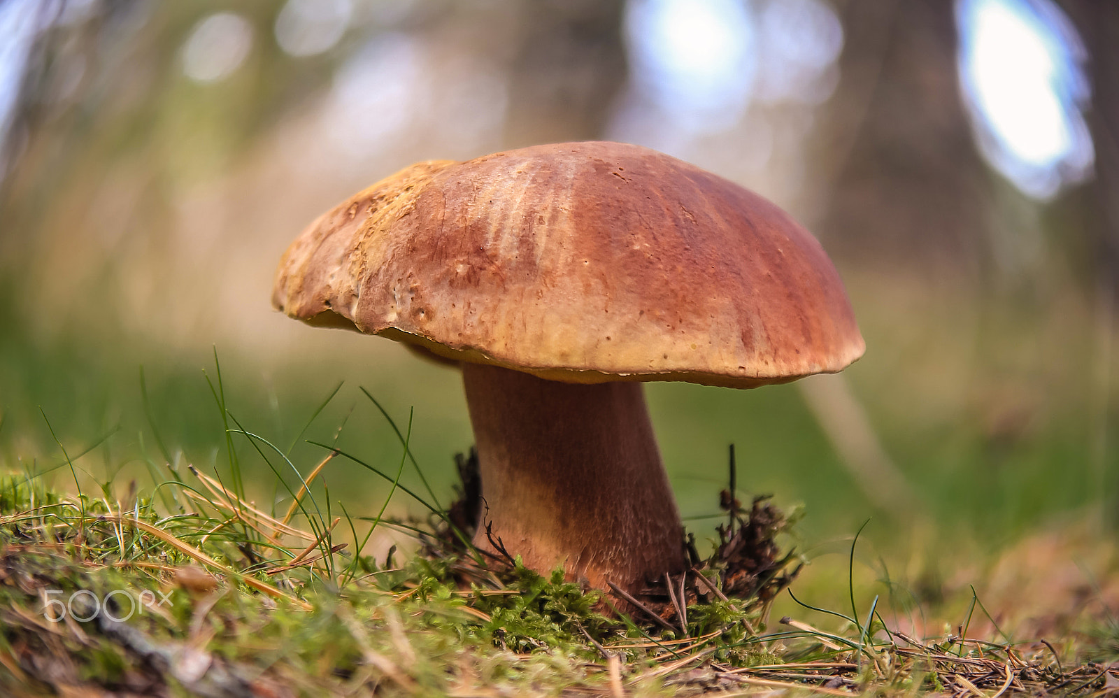 Canon EF 28-80mm f/2.8-4L sample photo. Magnificent mushroom_cepe_lat. boletus edulis photography