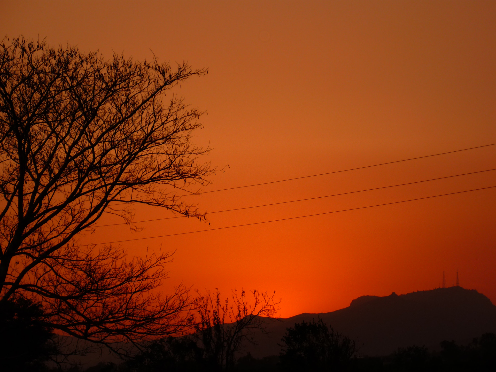 Panasonic DMC-LS85 sample photo. Silhouette tree sunset photography