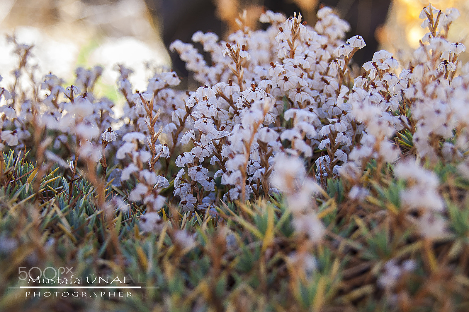Sigma 18-200mm f/3.5-6.3 DC OS sample photo. Wildflower photography