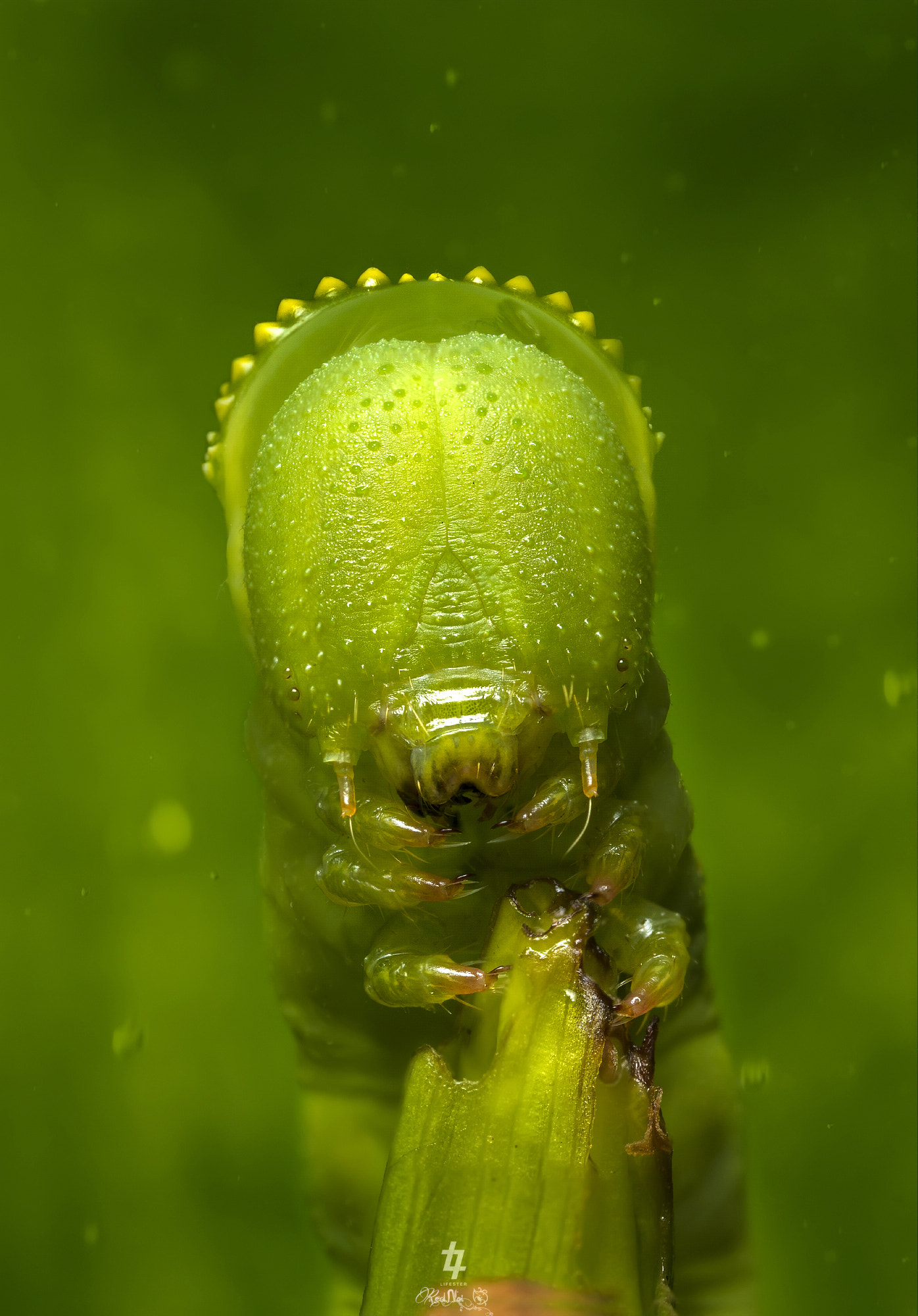 Canon MP-E 65mm F2.5 1-5x Macro Photo sample photo. Caterpillar photography