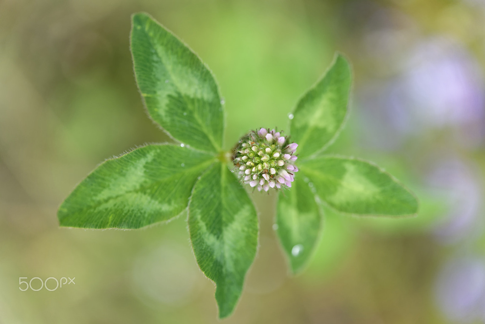 Nikon AF-S Micro-Nikkor 60mm F2.8G ED sample photo. Green photography