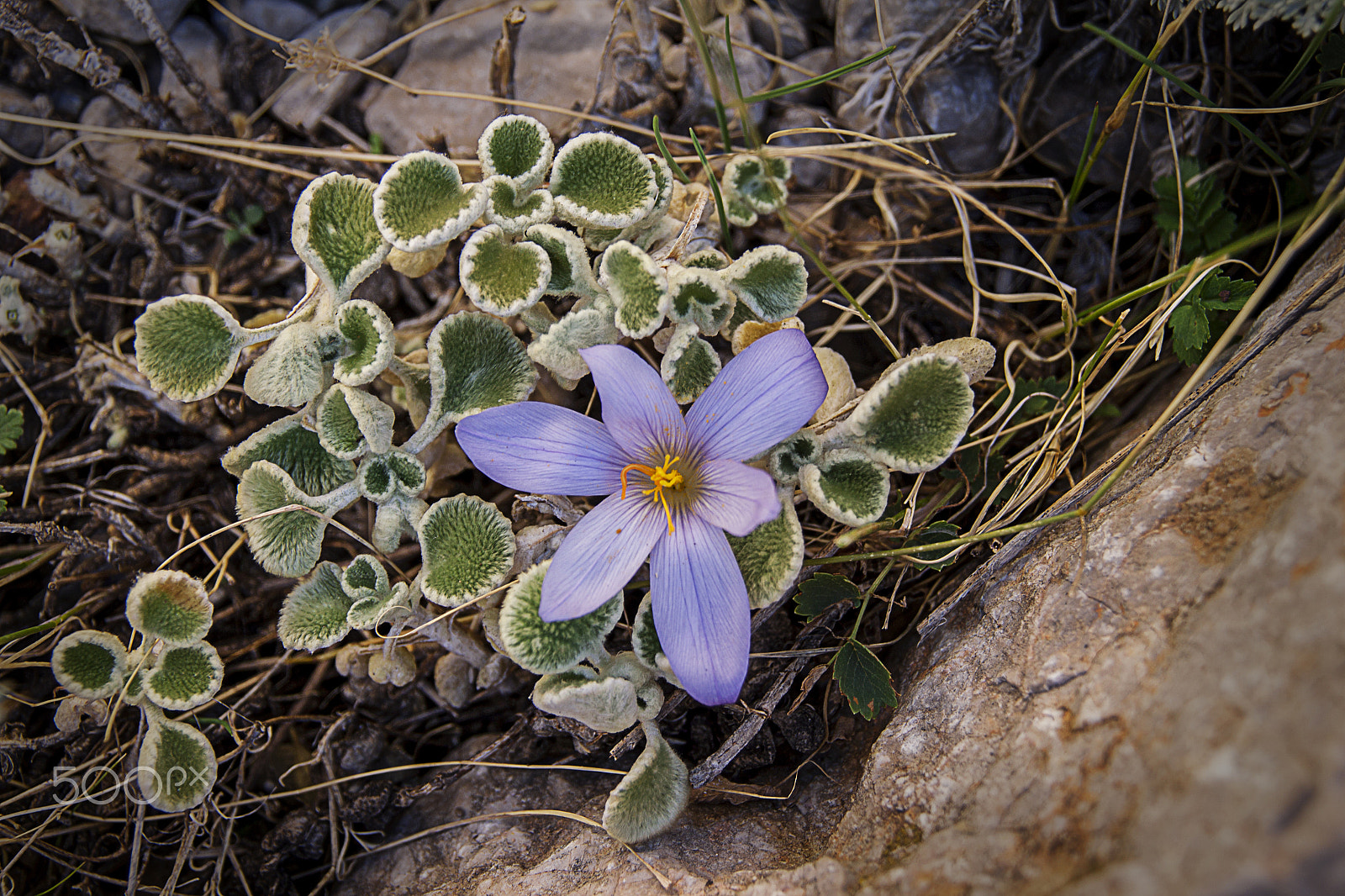 Sigma 18-200mm f/3.5-6.3 DC OS sample photo. Wildflower 2 photography