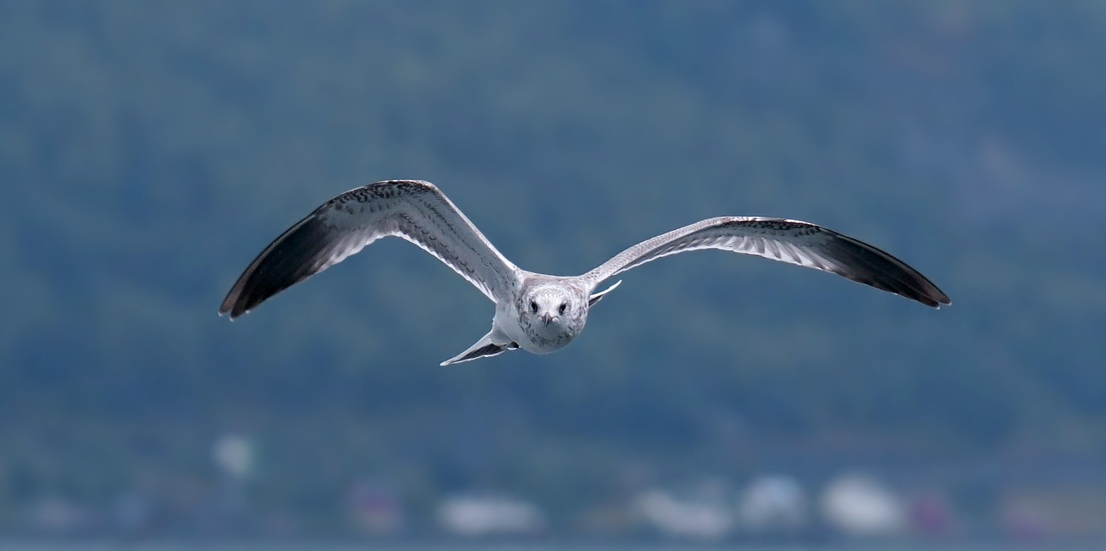 Sony FE 24-240mm F3.5-6.3 OSS sample photo. Seagull in the sognefjord photography
