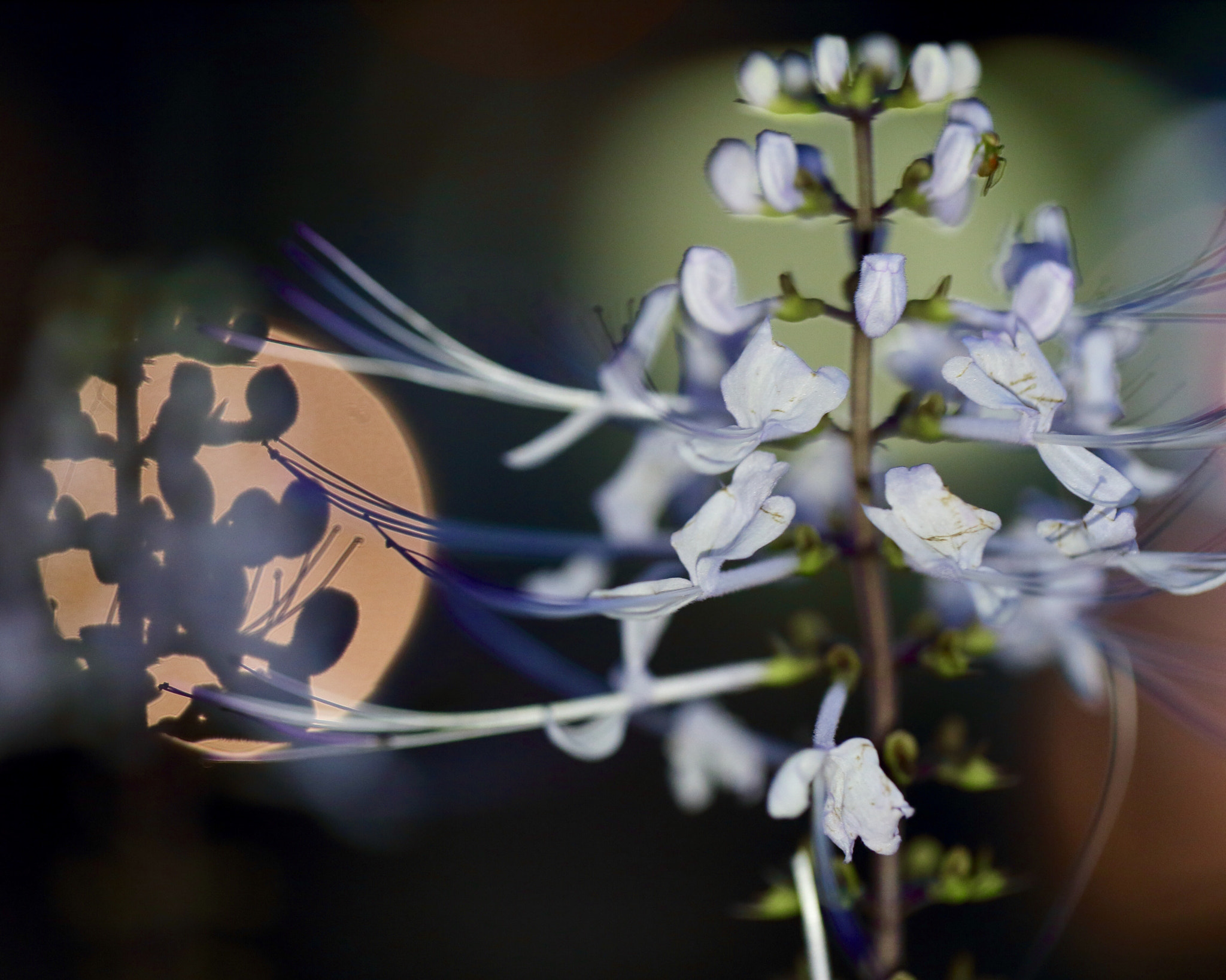 Canon EOS 6D + Canon EF 100mm F2.8L Macro IS USM sample photo. Cat's whiskers photography