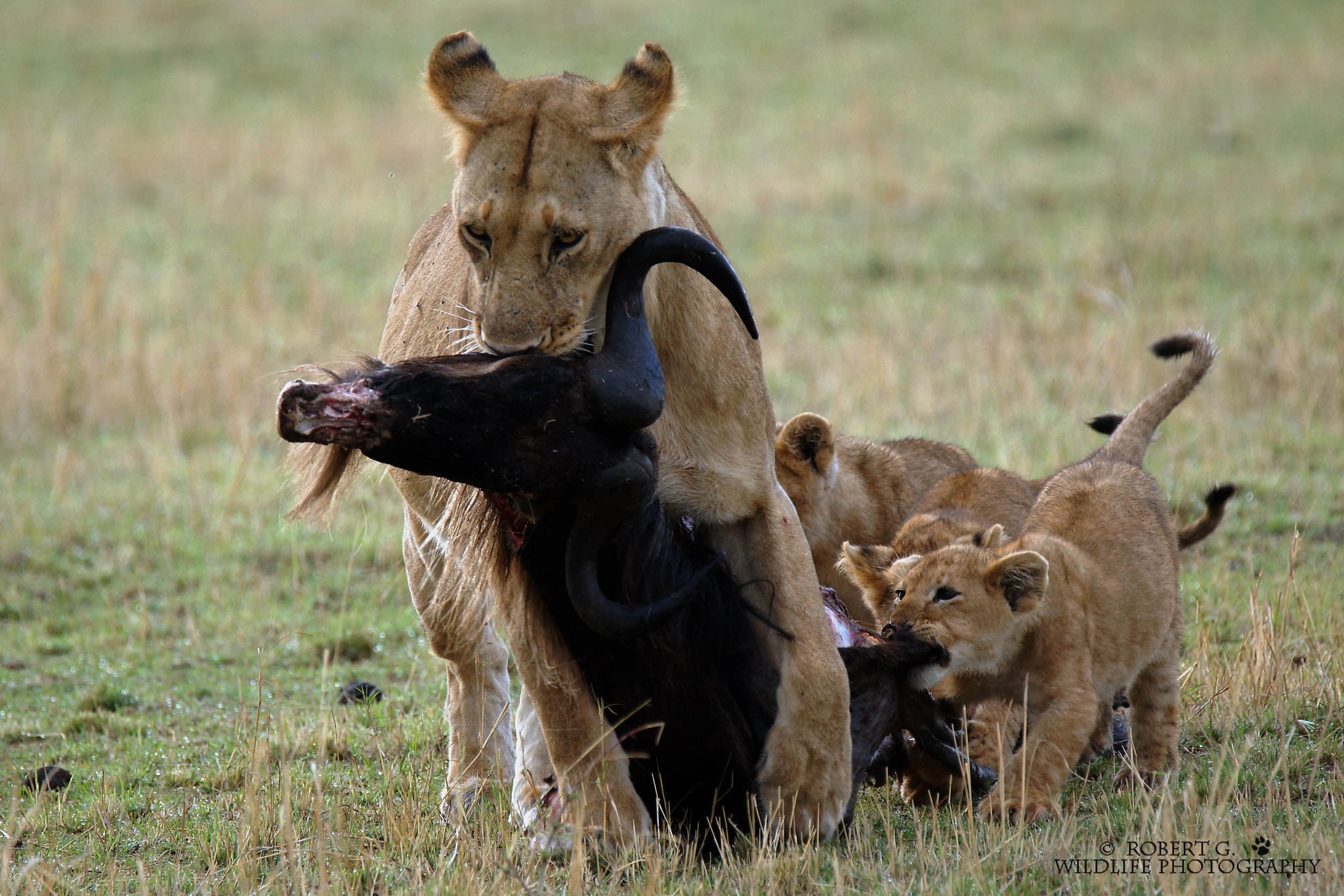 Sony SLT-A77 sample photo. Lion with cubs photography