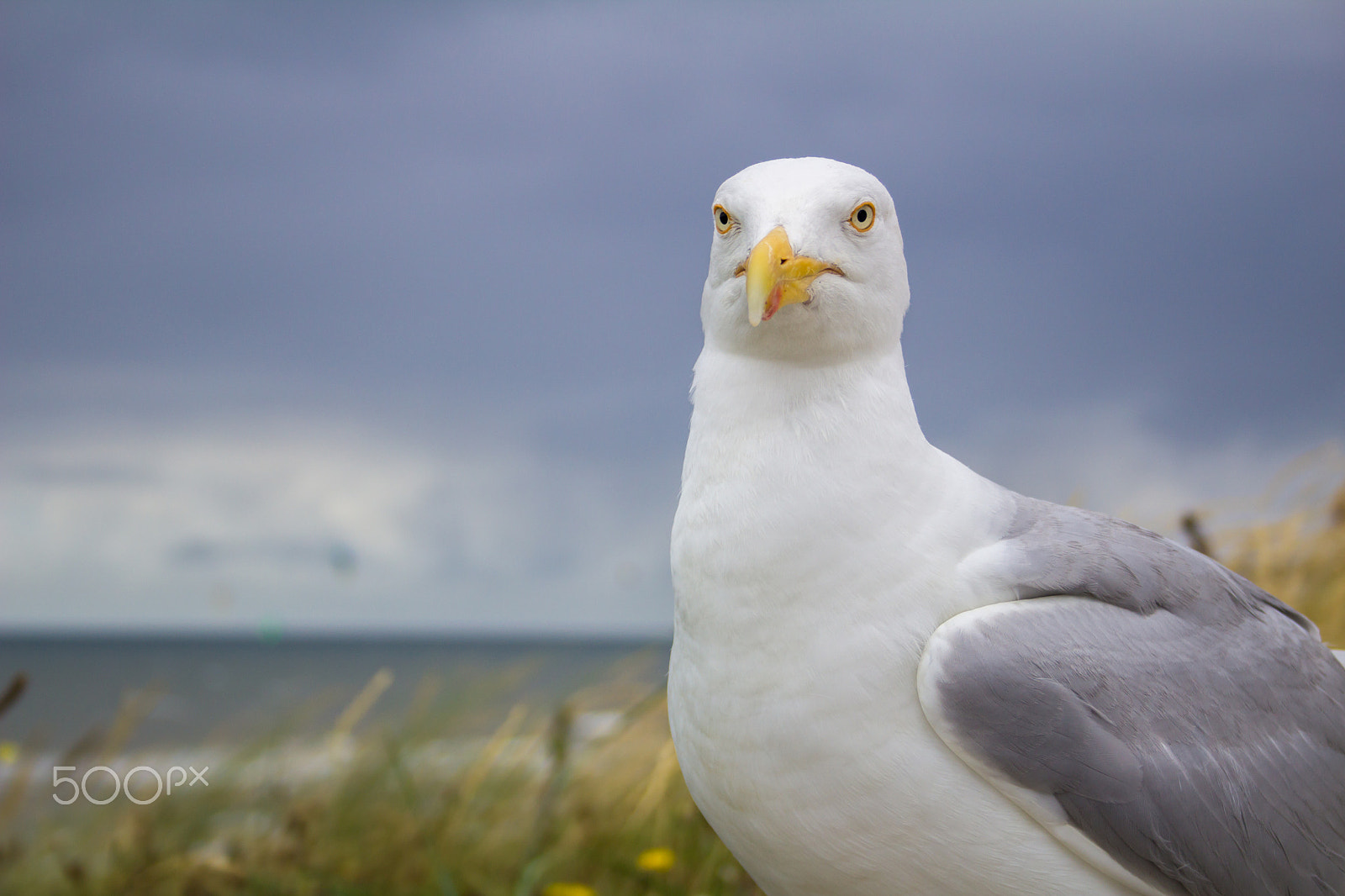 Canon EF-S 18-55mm F3.5-5.6 II sample photo. Seagull in zandvoort aan zee photography