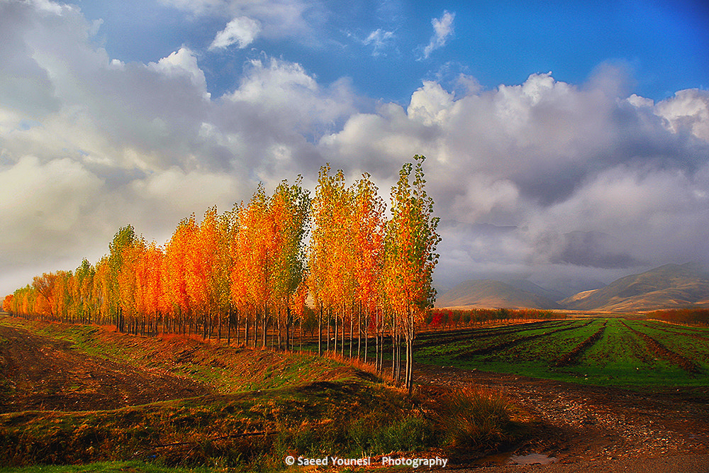 Sigma 17-35mm f/2.8-4 EX DG Aspherical HSM sample photo. Autumn show photography