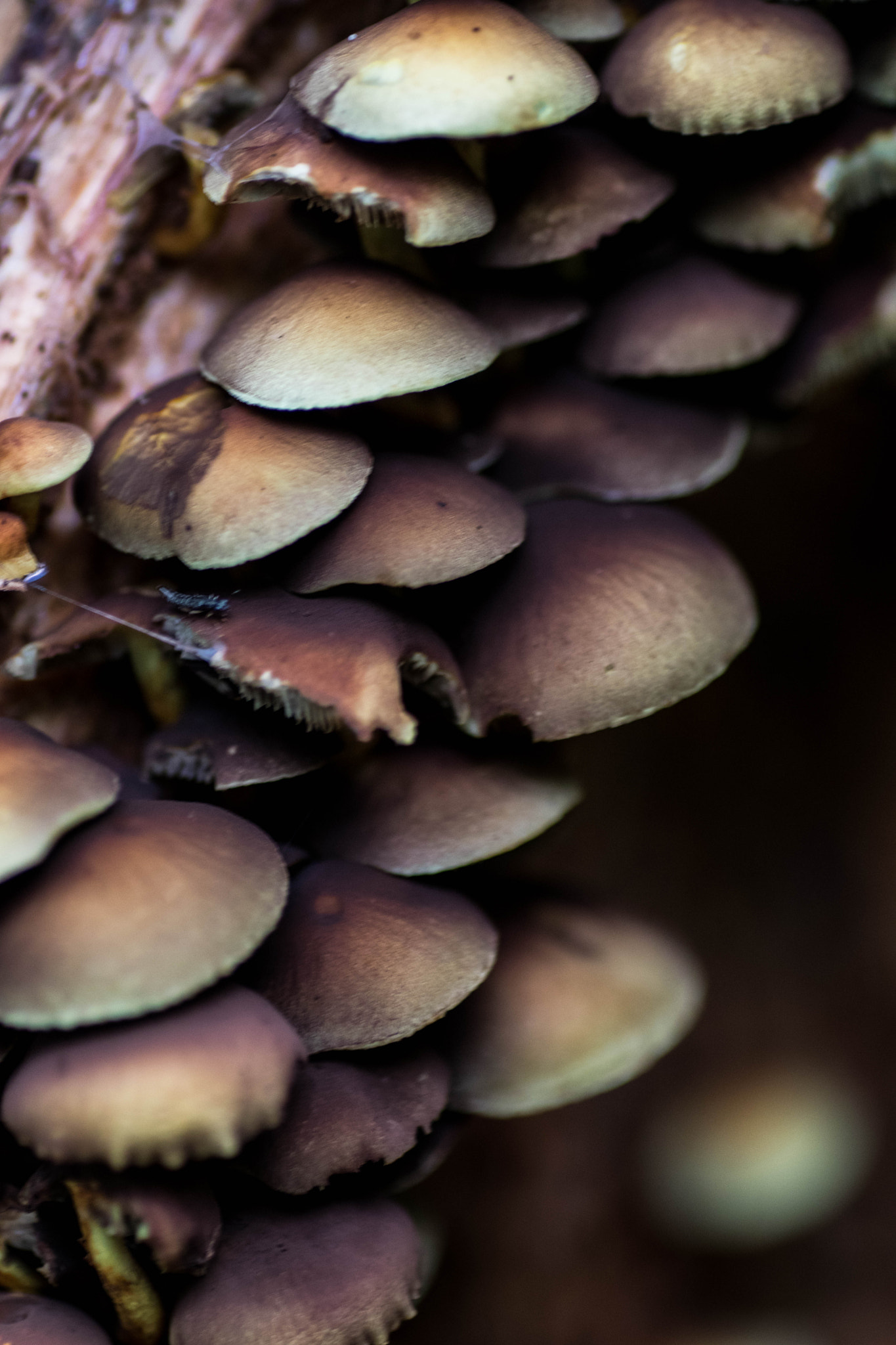 Canon EOS 80D sample photo. Mushrooms photography