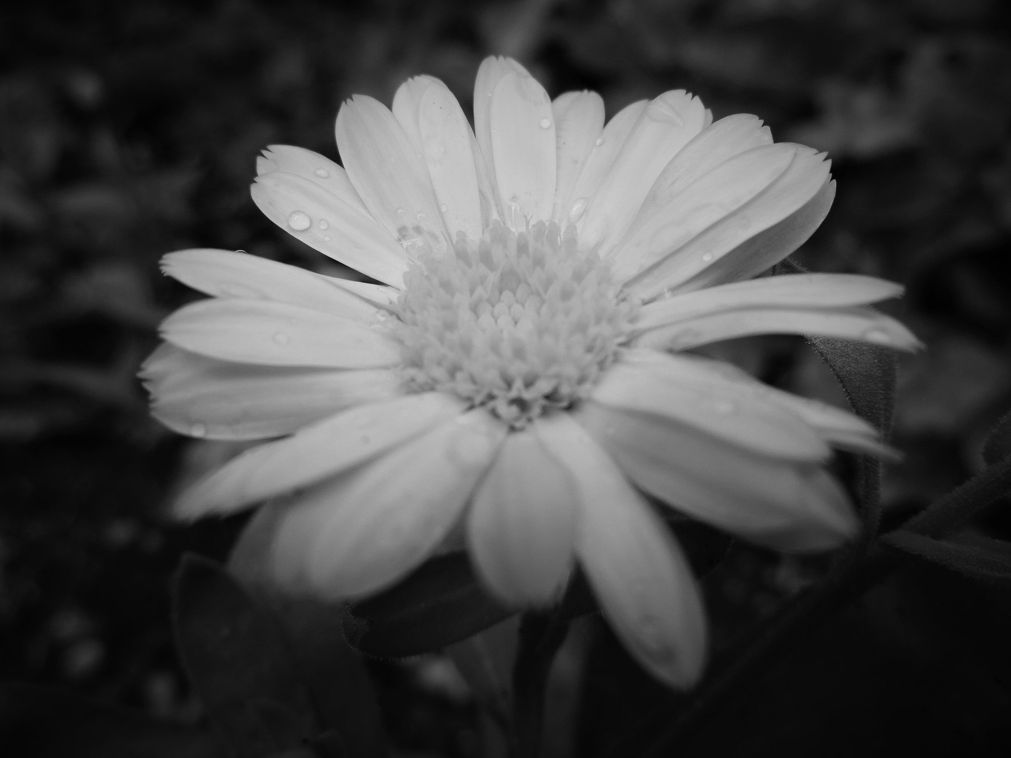 Sony Cyber-shot DSC-WX220 sample photo. Flower in black and white photography