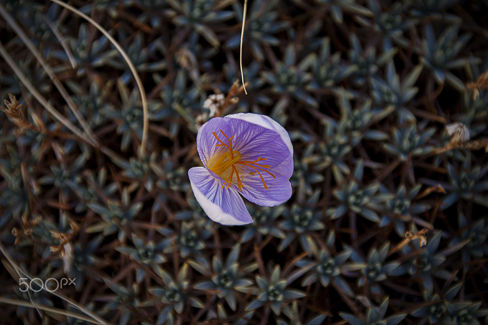Sigma 18-200mm f/3.5-6.3 DC OS sample photo. Wildflower 3 photography