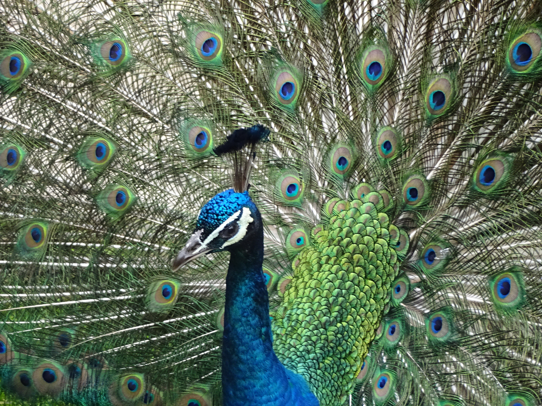 Sony Cyber-shot DSC-WX220 sample photo. Proud peafowl photography