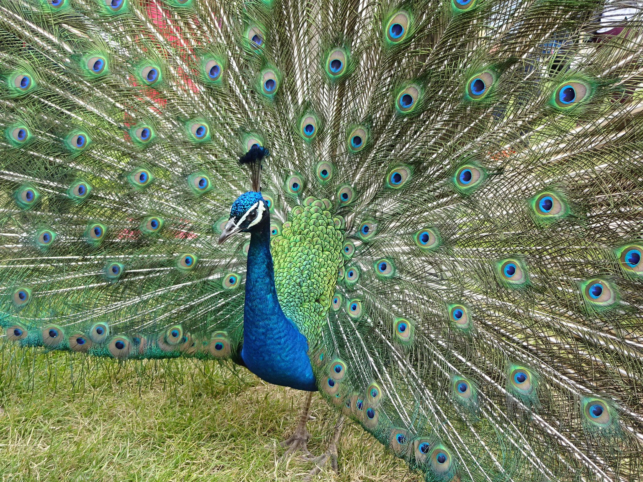 Sony Cyber-shot DSC-WX220 sample photo. Beautiful photography