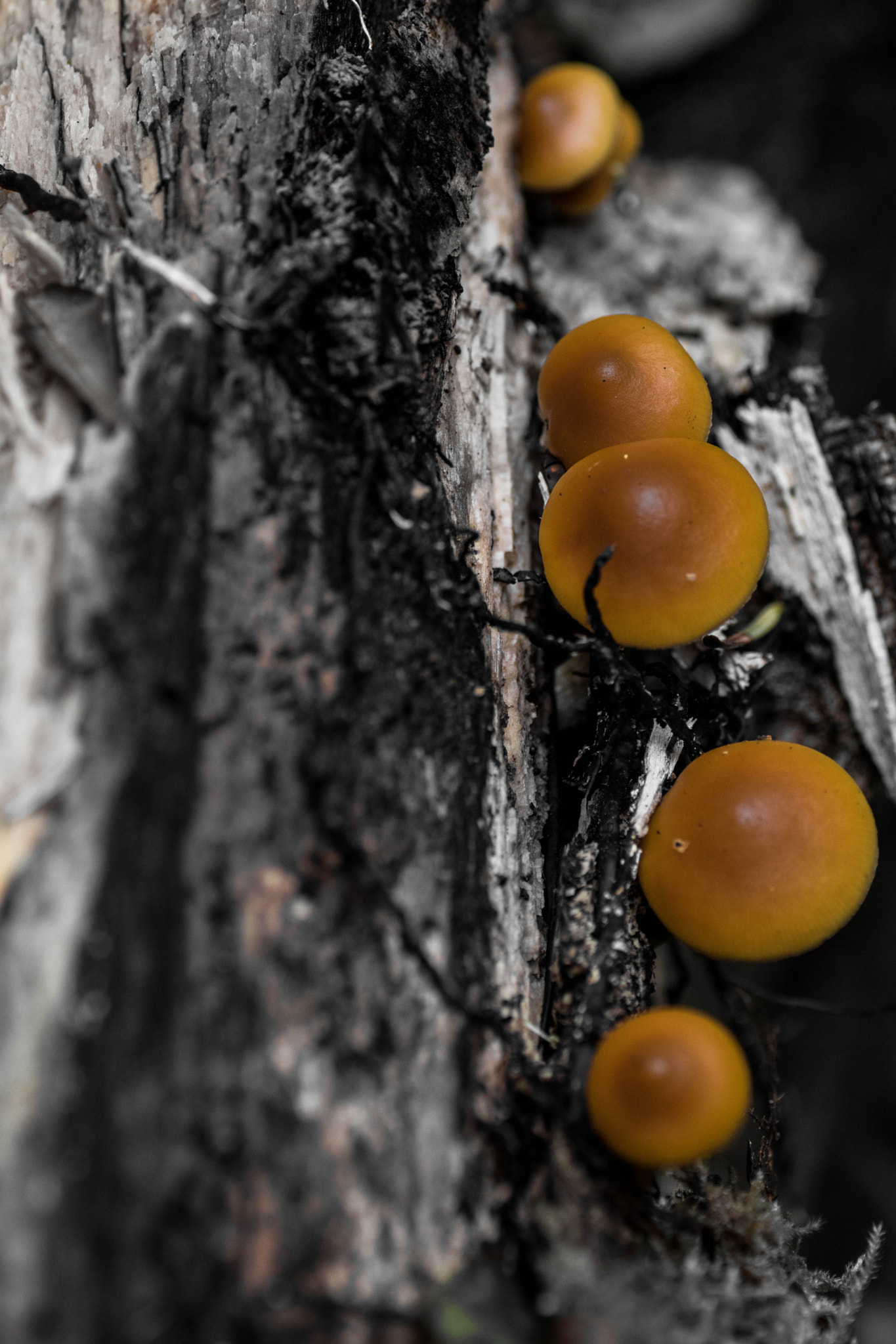 Canon EOS 80D sample photo. Mushrooms photography