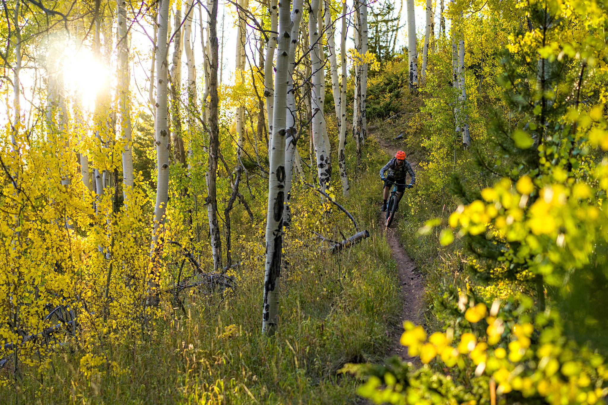 Sony a6300 + Sony Sonnar T* FE 55mm F1.8 ZA sample photo. Fall mountain biking singltrack in aspen forest photography