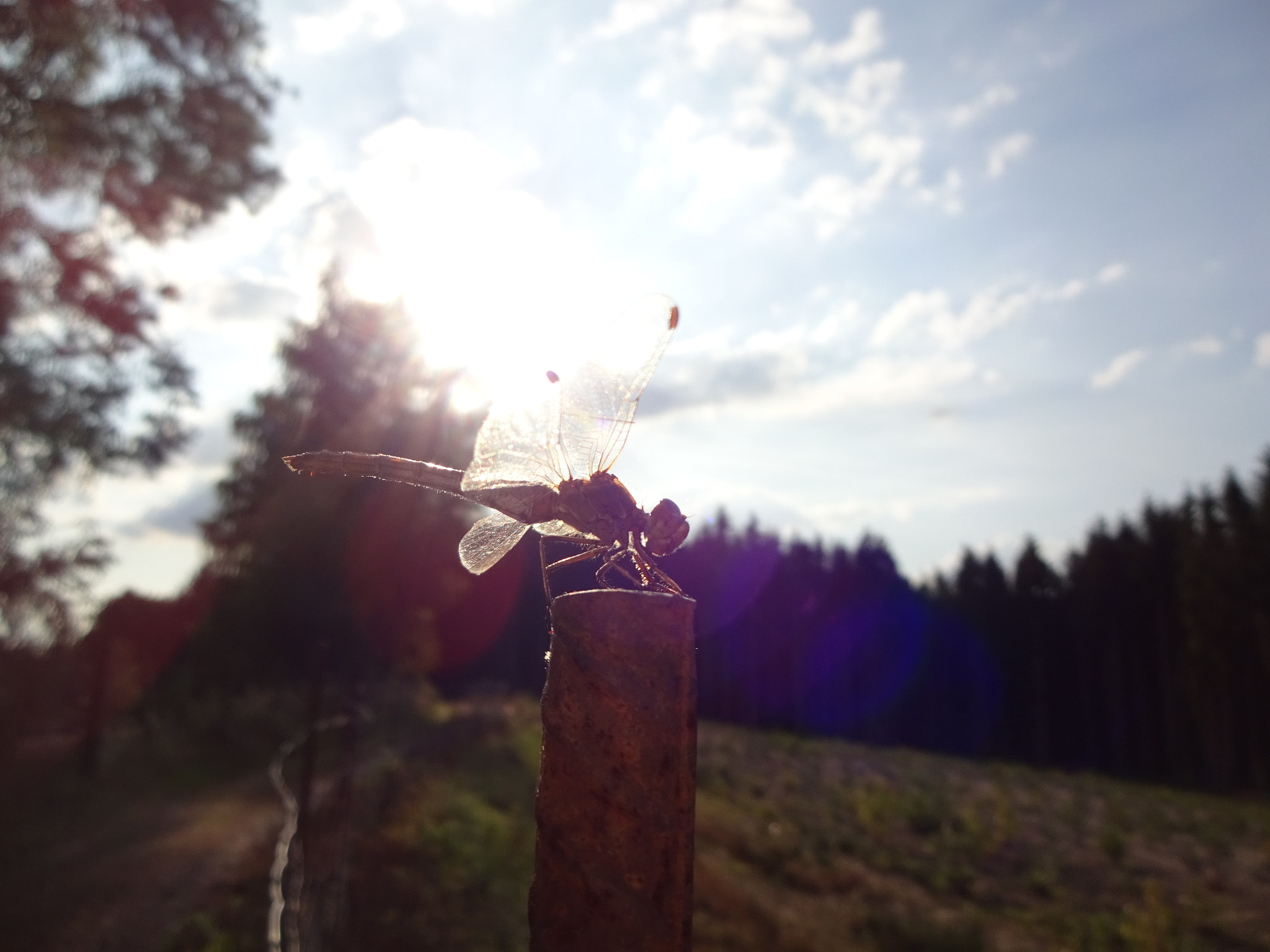 Sony Cyber-shot DSC-WX220 sample photo. Dragonfly photography