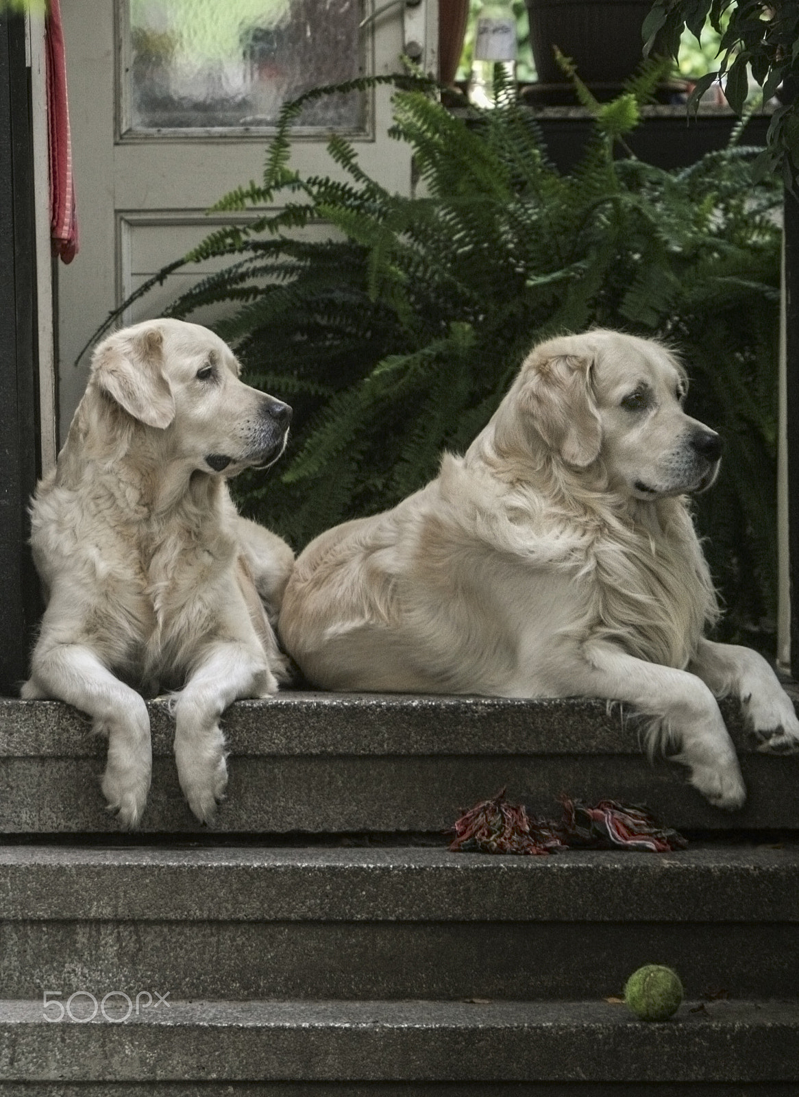 Canon EF 100-300mm F4.5-5.6 USM sample photo. Two goldens photography