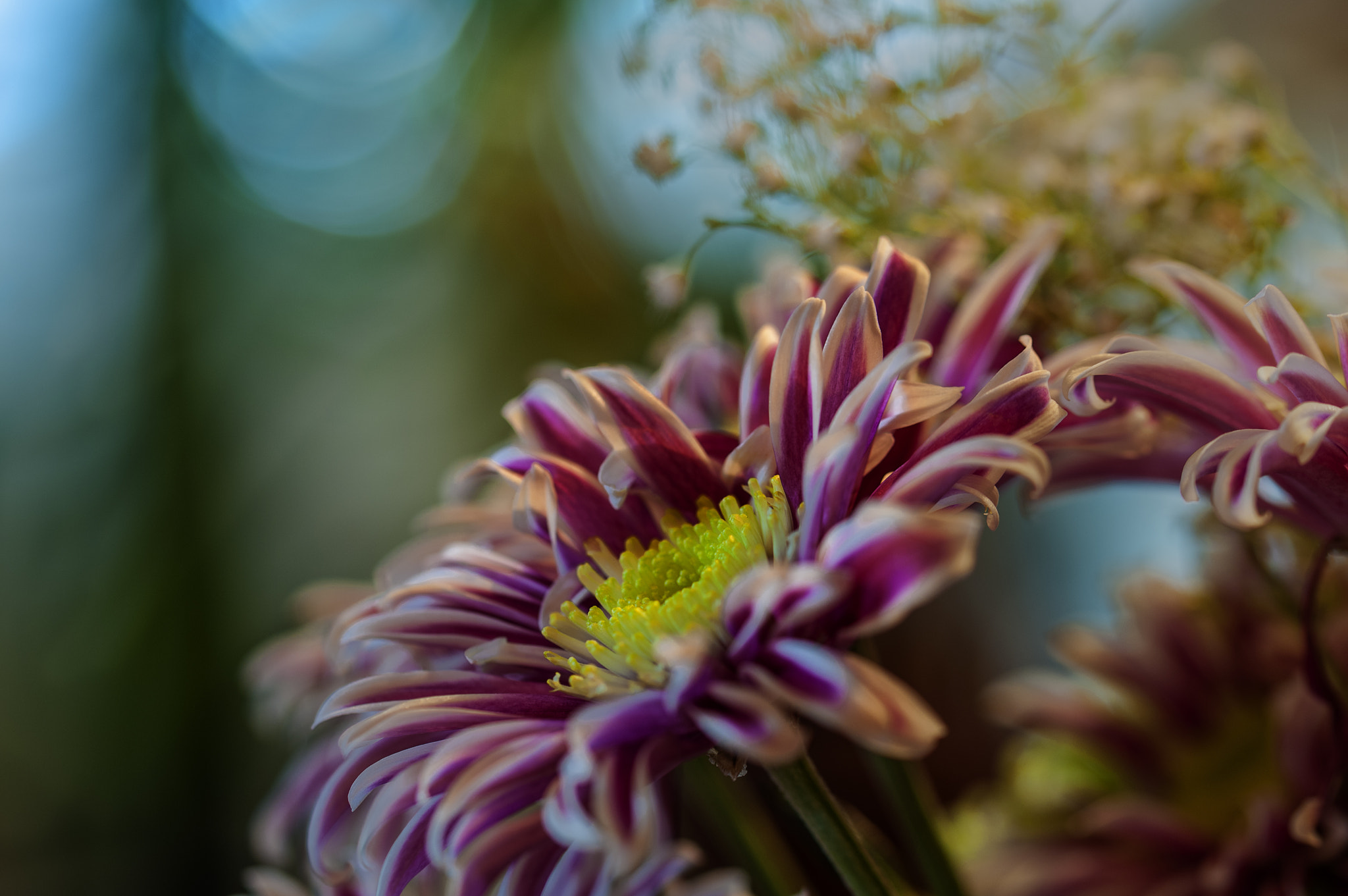 Sigma 105mm F2.8 EX DG OS HSM sample photo. Bl0019 photography